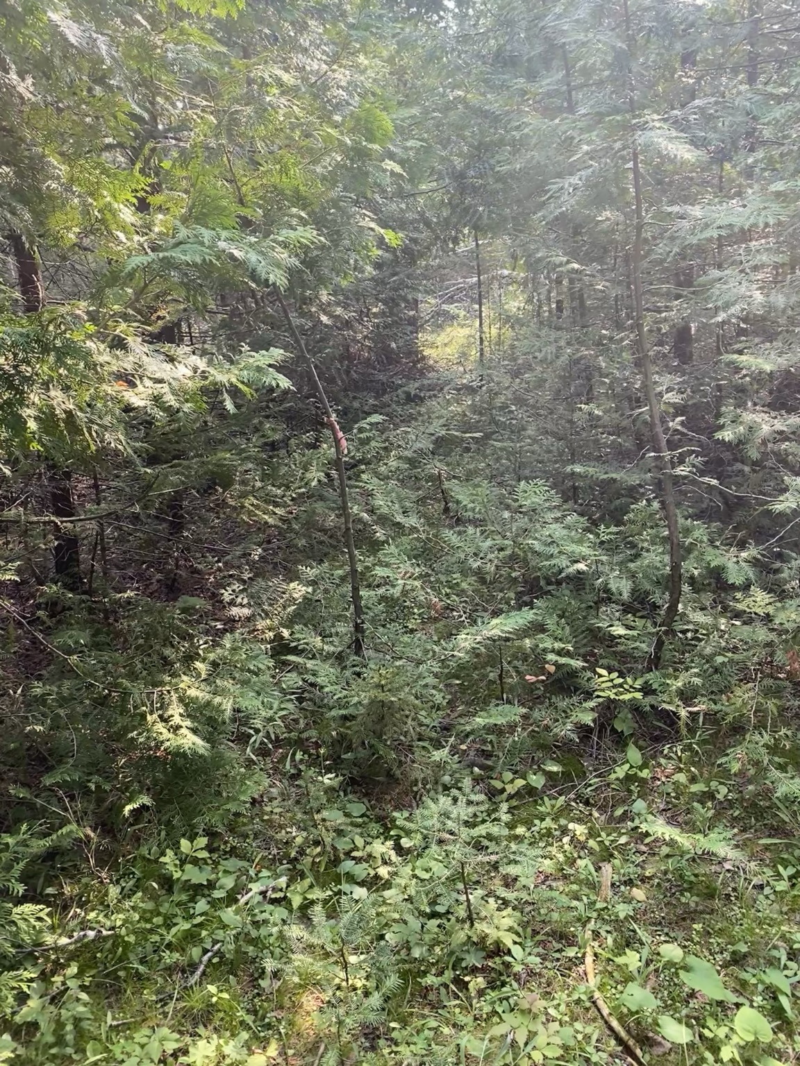 A picture of a tamer section of trail