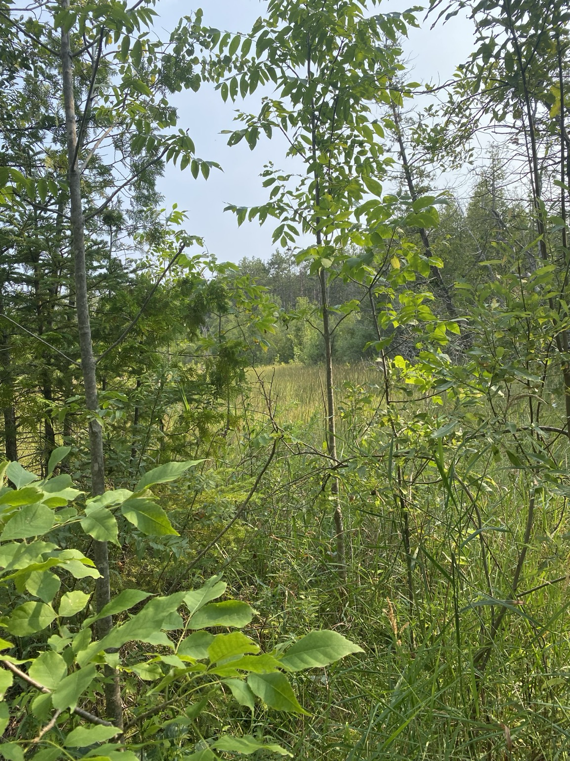 A marsh in bright sunlight viewed from edge of woods