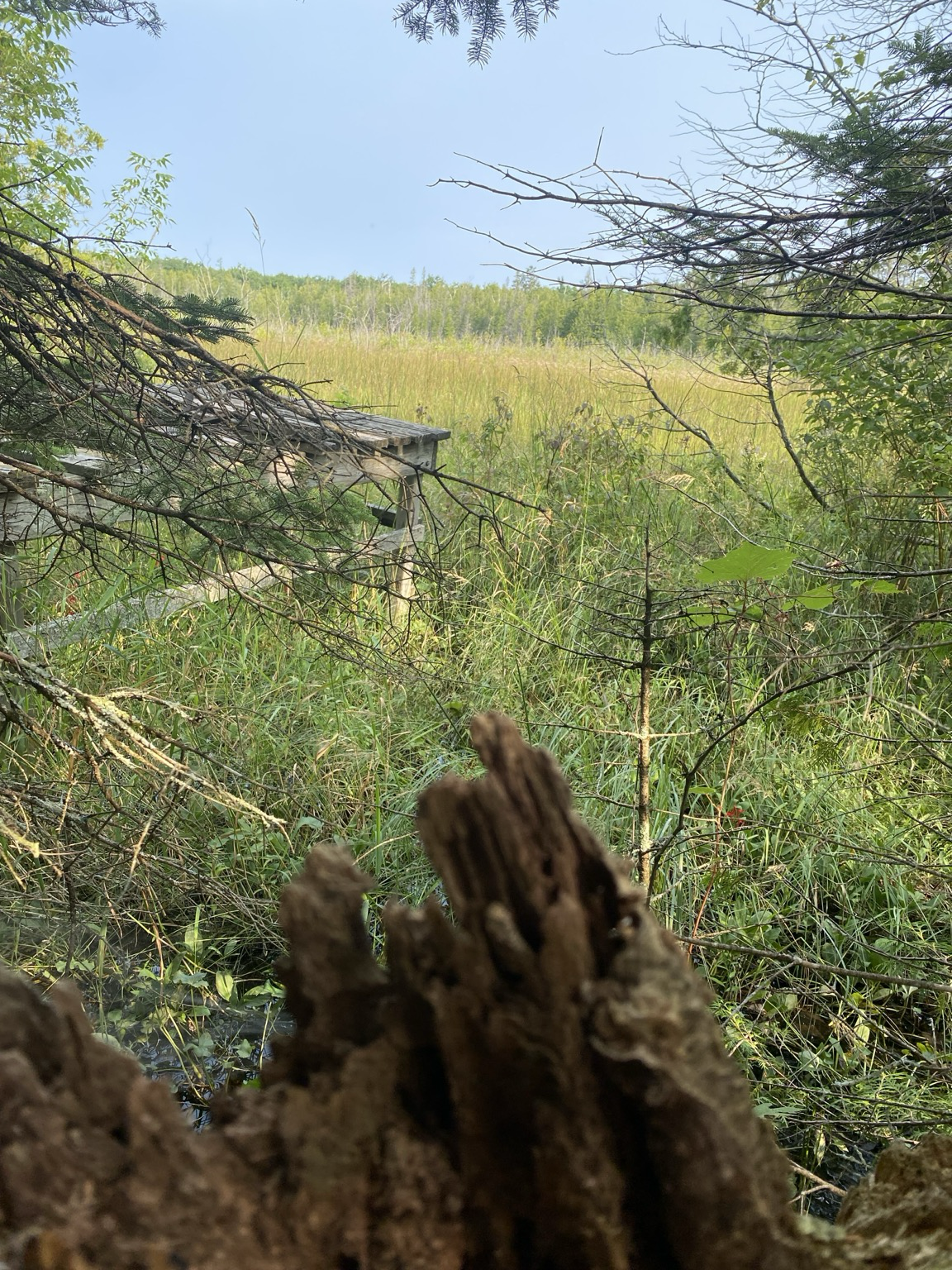 A little dock near marsh viewed from edge of woods
