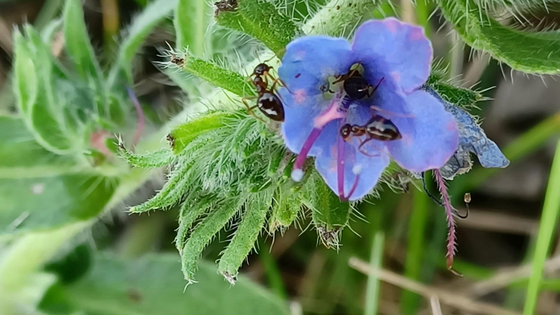 Two ants in a tiny purple blossom