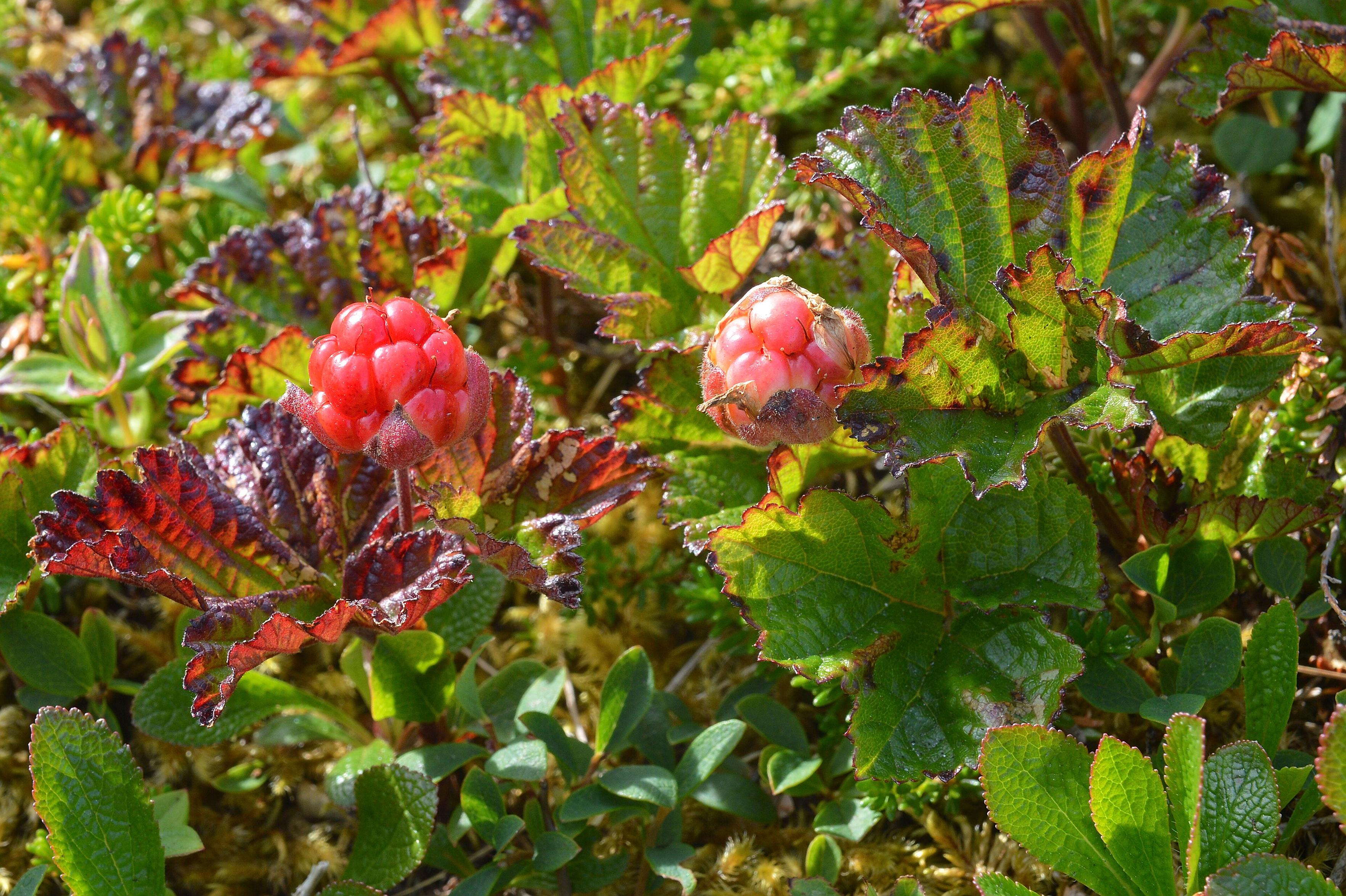 A photo of cloudberry plants with berries on them.