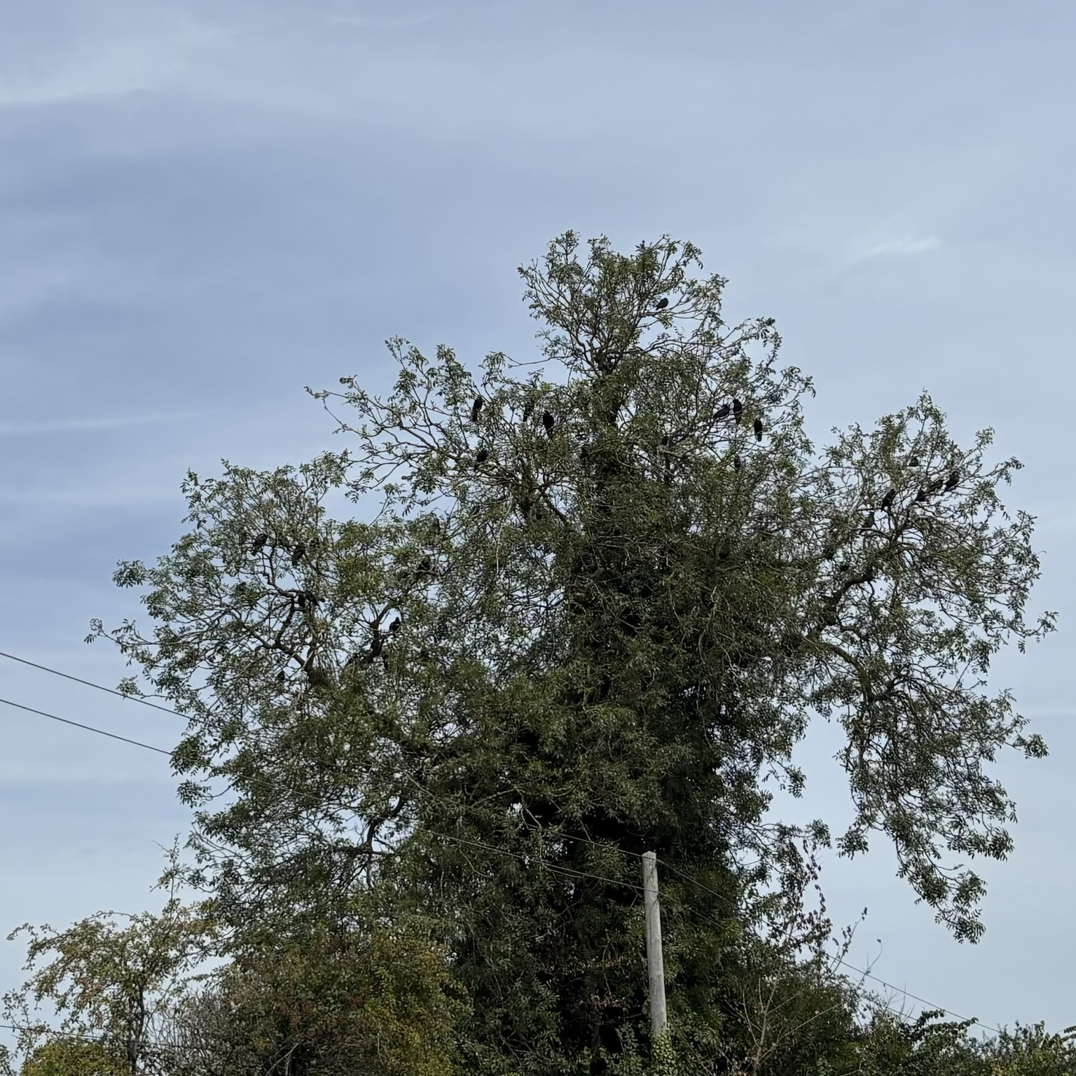 Tree absolutely full of roosting crows