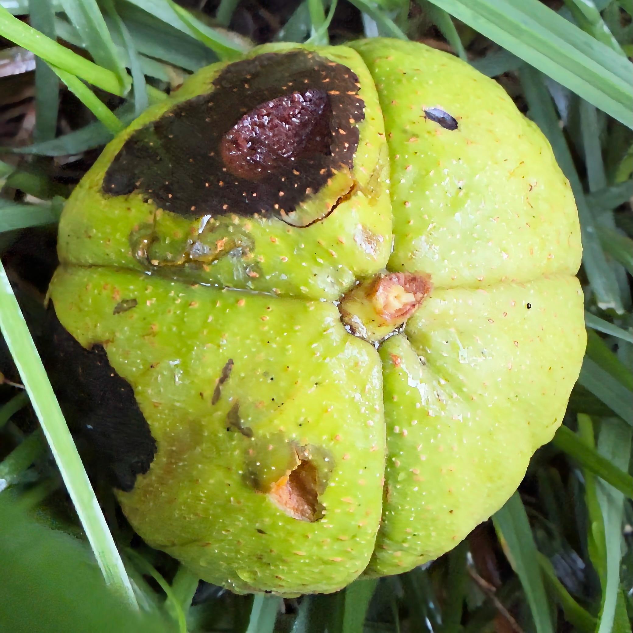 Green wild walnuts freshly fallen to the grass