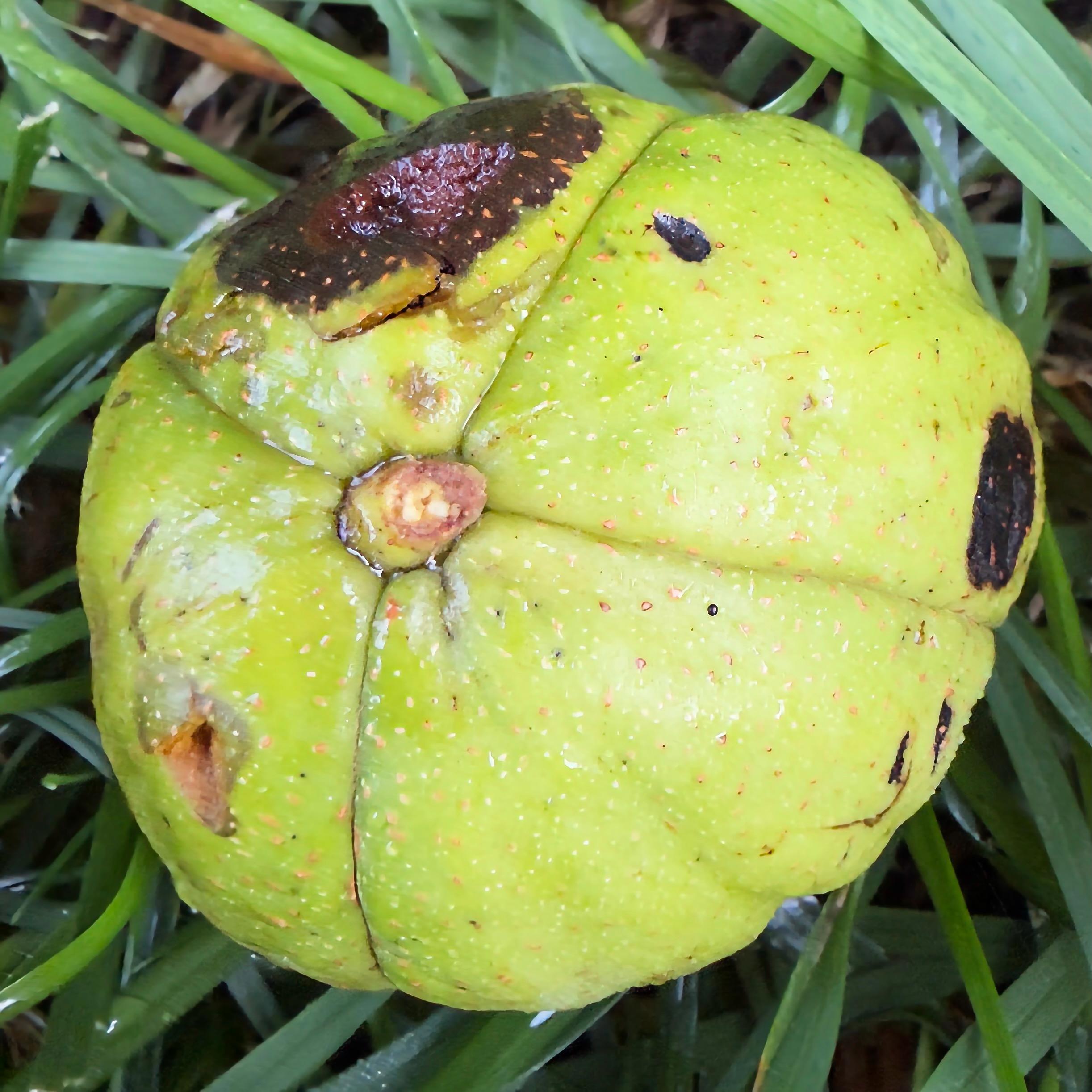 Green wild walnuts freshly fallen to the grass