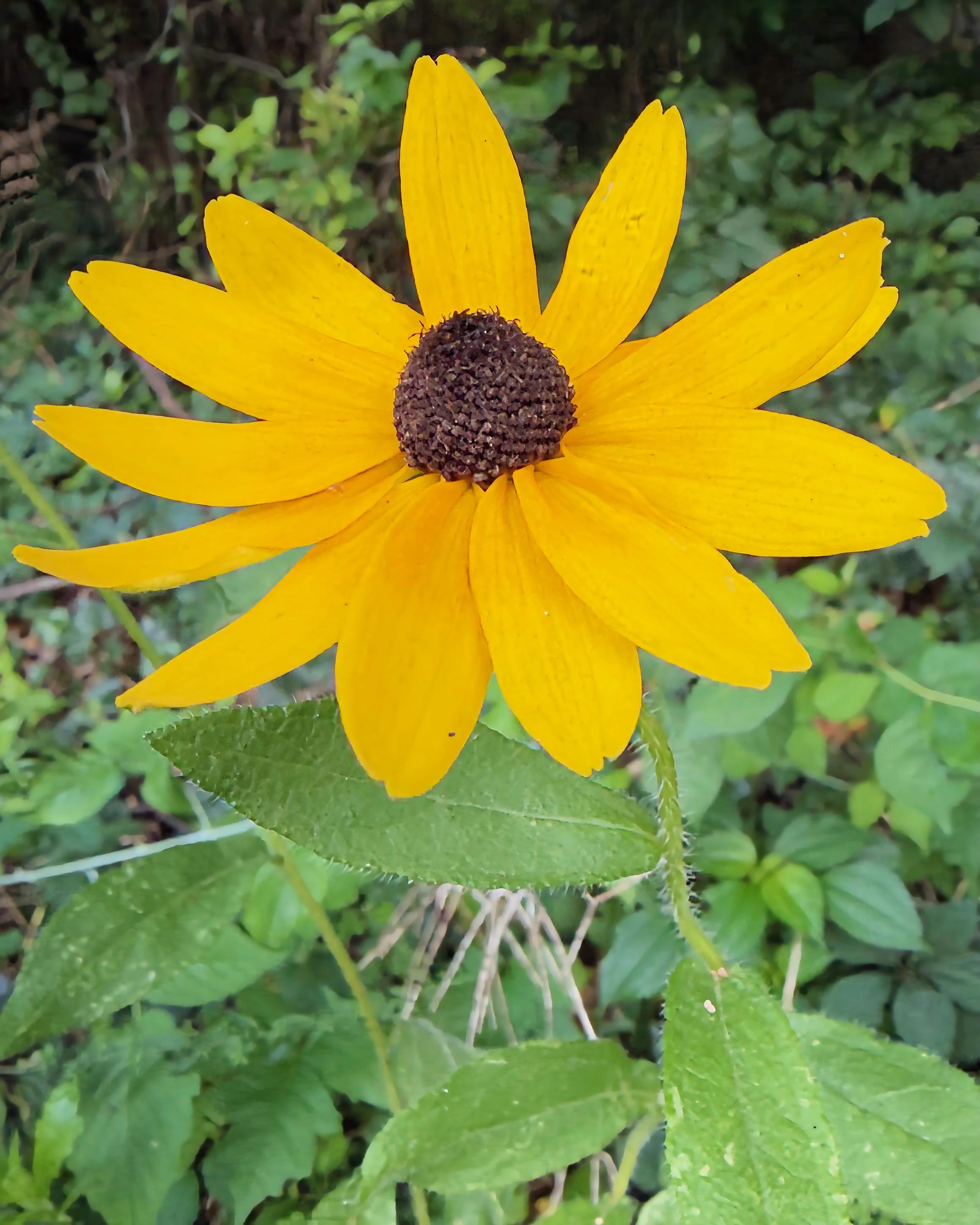 Black-eyed Susan a.k.a. yellow coneflower (Rudbeckia hirta) in the wild patch of our backyard