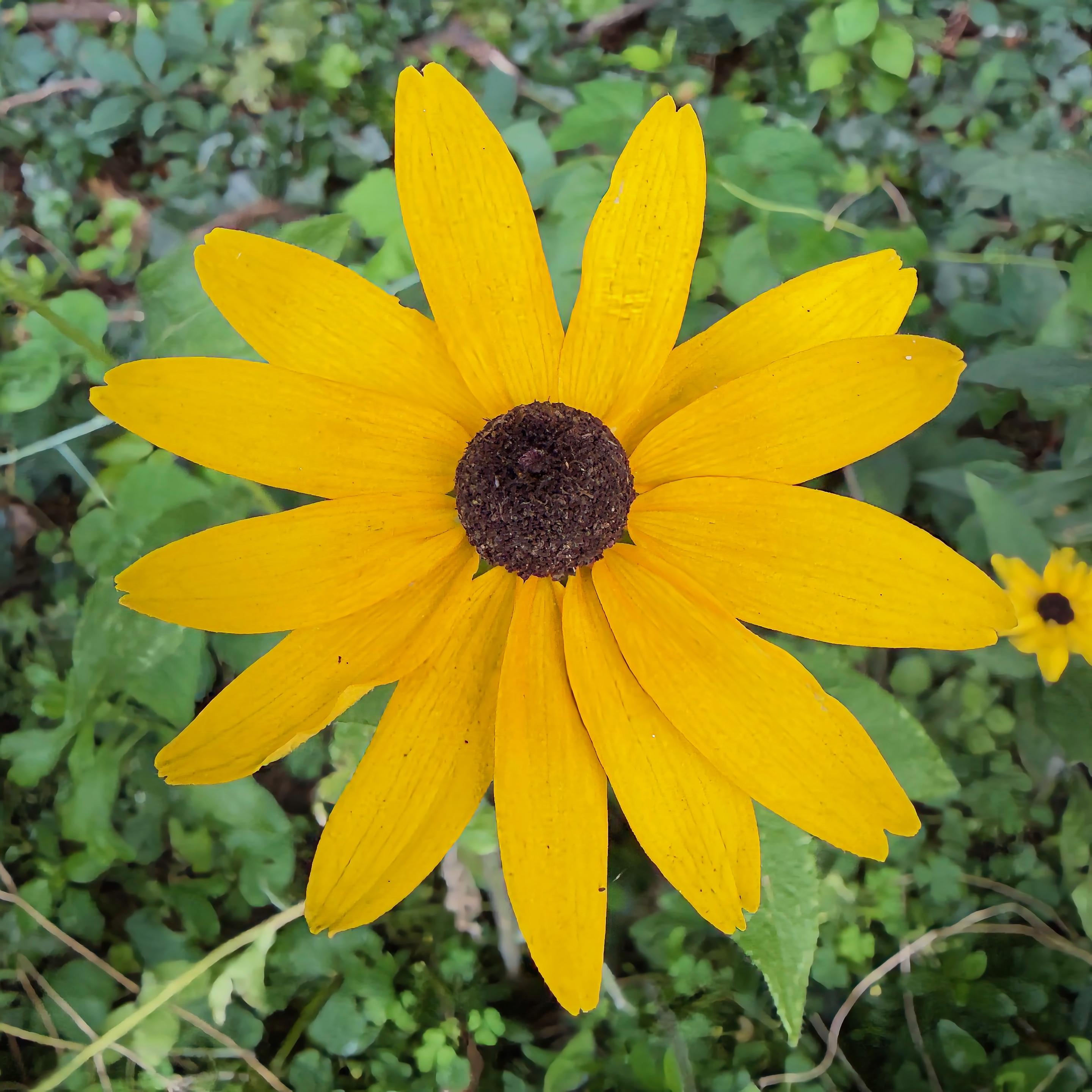 Black-eyed Susan a.k.a. yellow coneflower (Rudbeckia hirta) in the wild patch of our backyard
