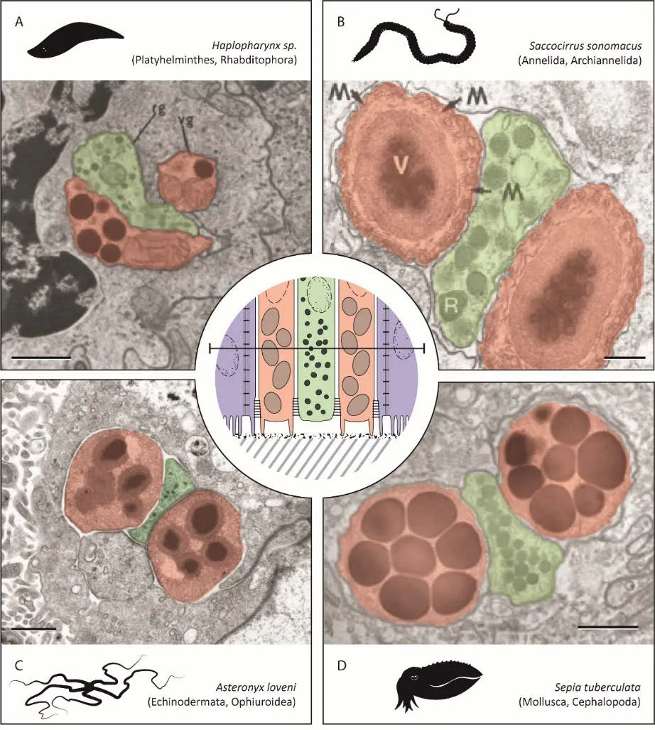 Convergent cellular organisation of duo-gland secretory complexes in different metazoans. Transmission electron microscopic images of transverse sections through the adhesive epidermis of (A) a turbellarian flatworm body wall (adapted from Tyler [1976]), (B) a polychaete worm pygidium (adapted from Martin [1978a]), (C) a brittle star tube foot (original), and (D) a cuttlefish ventral mantle (adapted from von Byern et al. [2011]). The center of the figure shows a generalized drawing of a longitudinal section through such a secretory complex with the horizontal line showing the plane of section for images A to D (original drawing). Adhesive gland cells are indicated in red and de-adhesive gland cells in green. Scale bars: 1 μm. Abbreviations: M, microtubule; R, releasing (de-adhesive) granule; rg, releasing (de-adhesive) gland; V, viscid (adhesive) granule; vg, viscid (adhesive) gland.