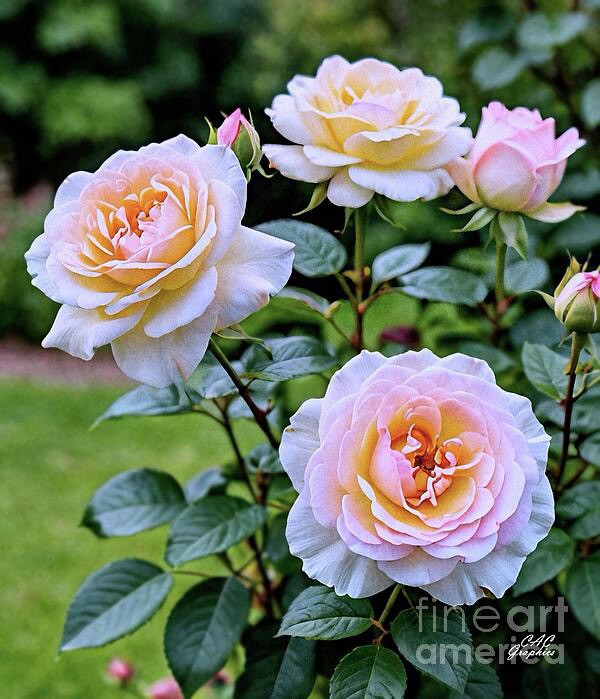Pastel pink and cream roses in the garden