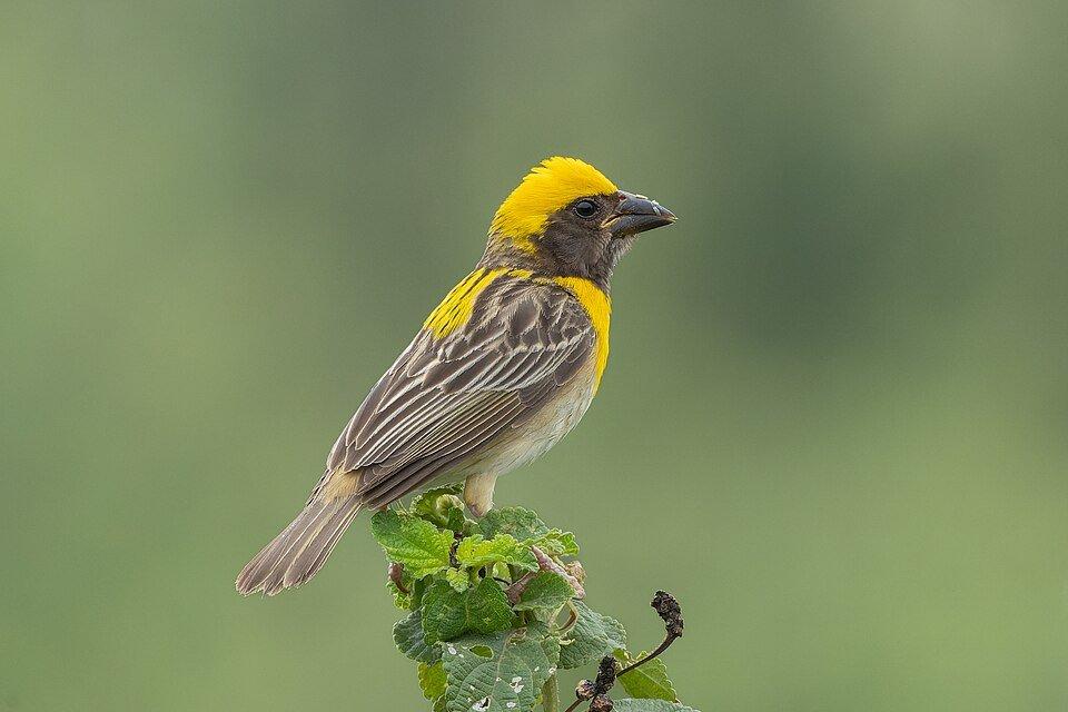 Ploceus philippinus (Baya Weaver) in Bhigwan, Maharashtra, India. by Tisha Mukherjee