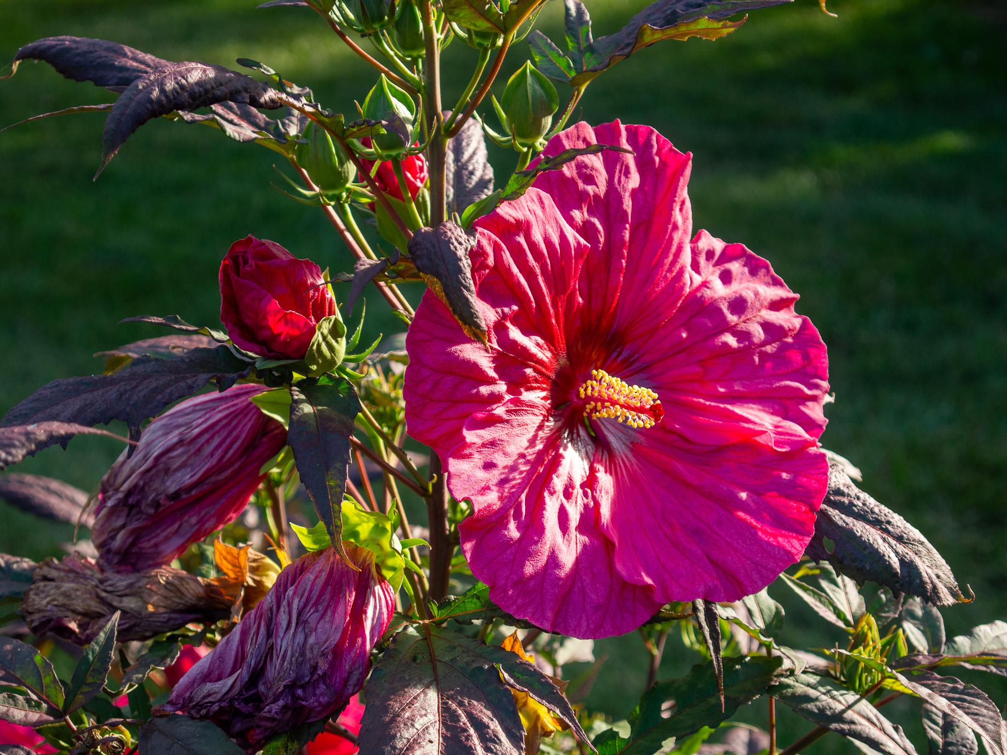 Large red flower with some small yellow parts in the center. The flower is pointed toward the right, and there are dark green and purple leaves, as well as other flowers that have not opened yet or have matured and are declining, behind the flower. There is bright sunlight hitting the flower at a sharp angle, so parts of the flower are bright and other parts are in shade. The background is a shady, blurry, green lawn.