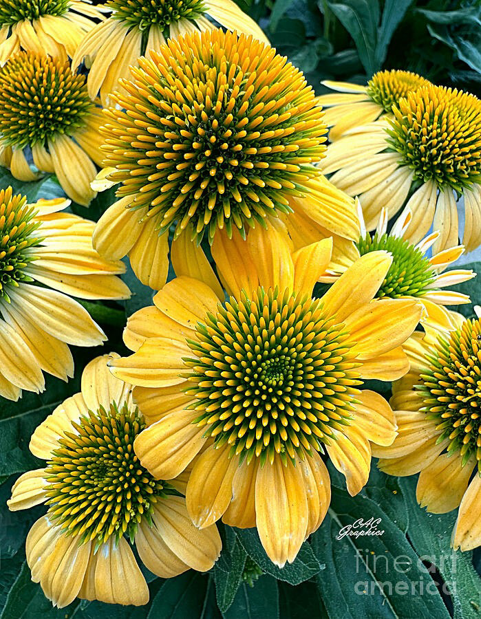 Photograph of Golden Coneflowers in the garden