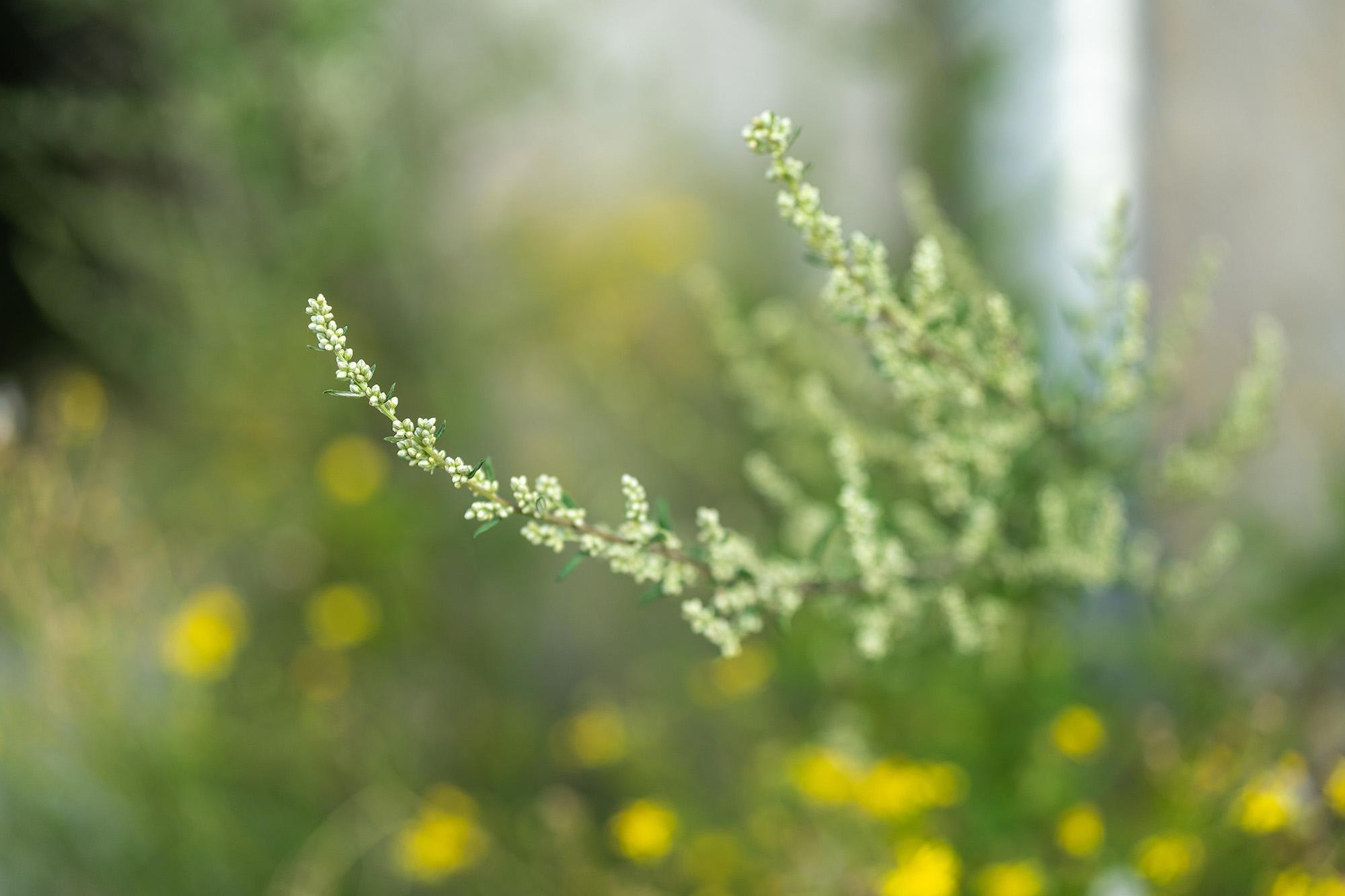 a photo of a (most likely) mugwort plant. an arching stem lined with tiny pale buds, the whole thing reaching out like a brushstroke across the frame. Behind it, the little yellow flowers as blurry dots against a grey wall. weeds on an abandoned site
