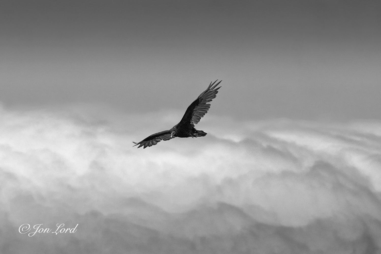 This is a black and white wildlife photo in landscape format of a Turkey Vulture soaring above a layer of clouds. Angel Island, California (2017).

From the base of the photo and extending upwards to the half way up level and stretching across the image from left to right is a rough and undulating layer of brilliant white cloud. In the centre of the photo is our Turkey Vulture, often called a Turkey Buzzard (Cathartes aura). The bird is soaring above the layer of cloud with the wings extended. The bird is viewed obliquely with the front and left side in view, inflight from right to left and banking very slightly to the right and away from the camera. The camera is at the same level as the bird and at a distance of about five metres. The head is looking forwards and slightly downwards. The beak is large and hook shaped. Behind the head, the bird's body and tail is black as is the forward and inner section of the wings. The feathers on the wing tips and trailing edges are a pale tone or 