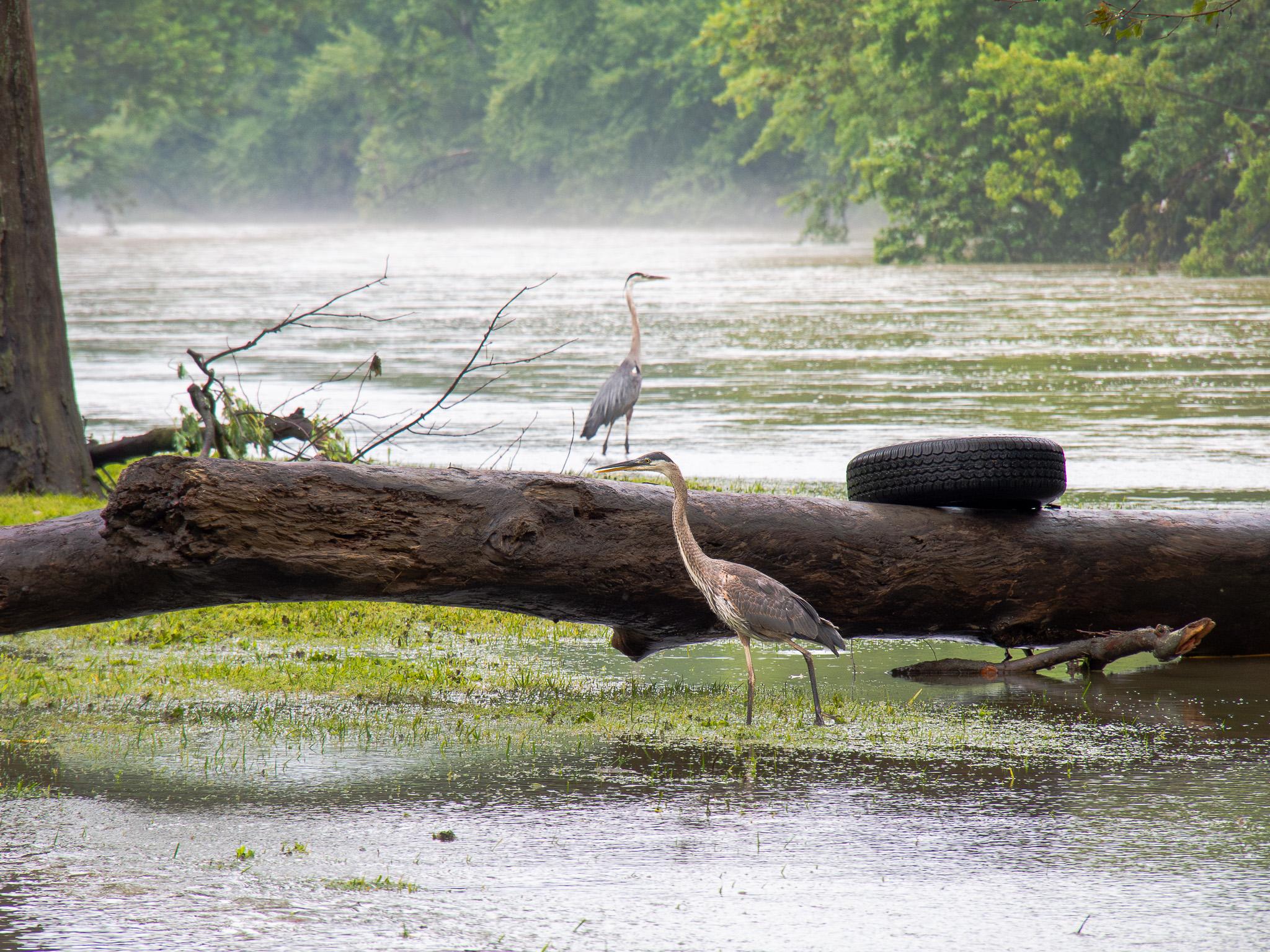 In the foreground, a grassy area covered with water, blades of grass sticking above the water. A tall bird with long legs, a gray body, a long neck, and a long beak. Some white feathers on the front of the neck and chest, and the lower part of the head. Top of the head is dark gray. Directly behind the bird is a tree trunk lying on its side, and there is a car tire sitting on top of the tree trunk to the right. There is another similar bird somewhat further away, standing in deeper water. To the left of that bird are some tree branches in the water, and a partial view of a tree trunk still standing at the edge of the frame. In the background is a large expanse of water, with some fog above the water. In the distance, near the top of the frame are many green trees on the bank of the river.