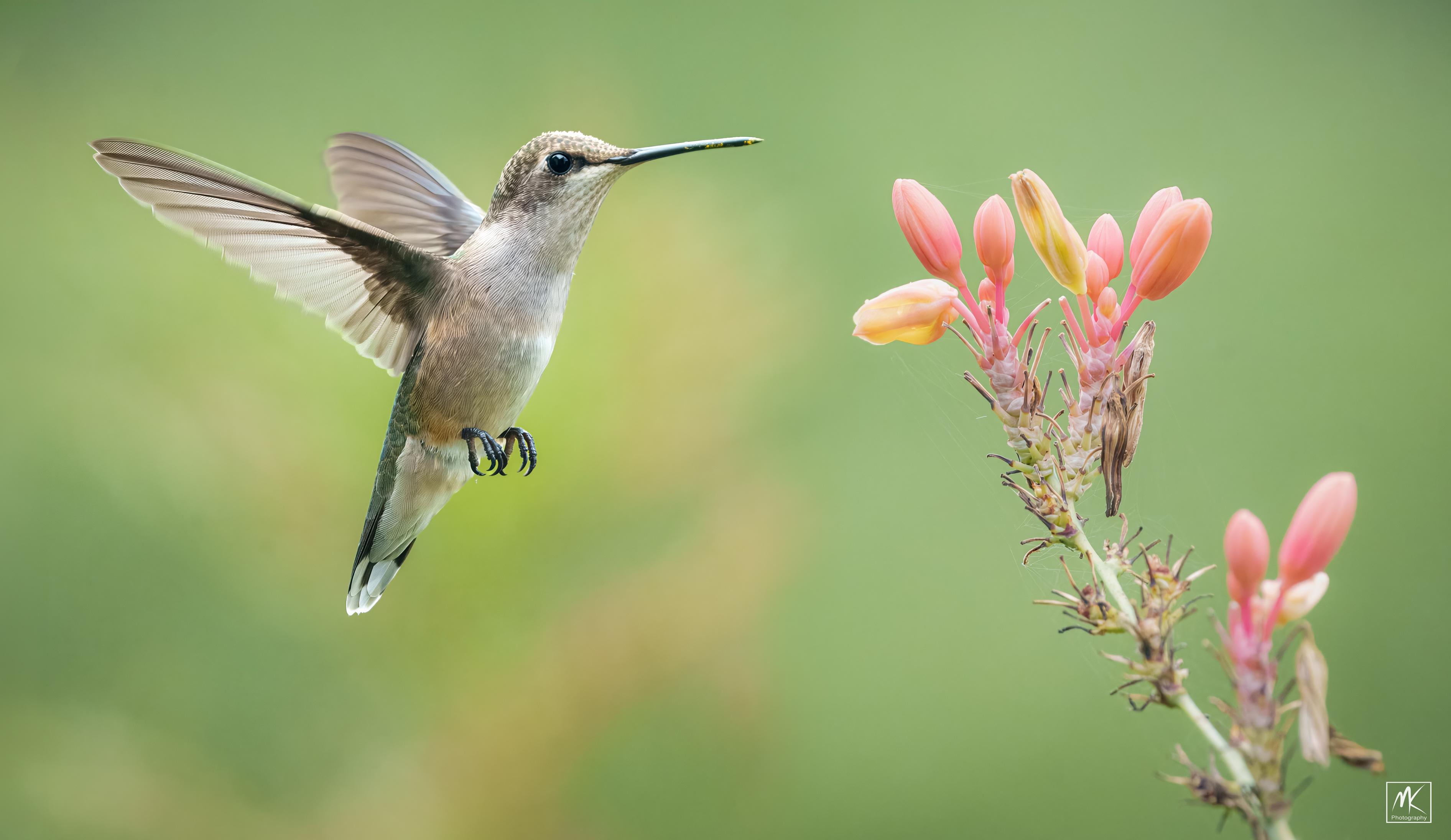 Color photo of a ruby-throated hummingbird hovering in the air next to red yucca flower pods with its wings caught stretched out behind it.