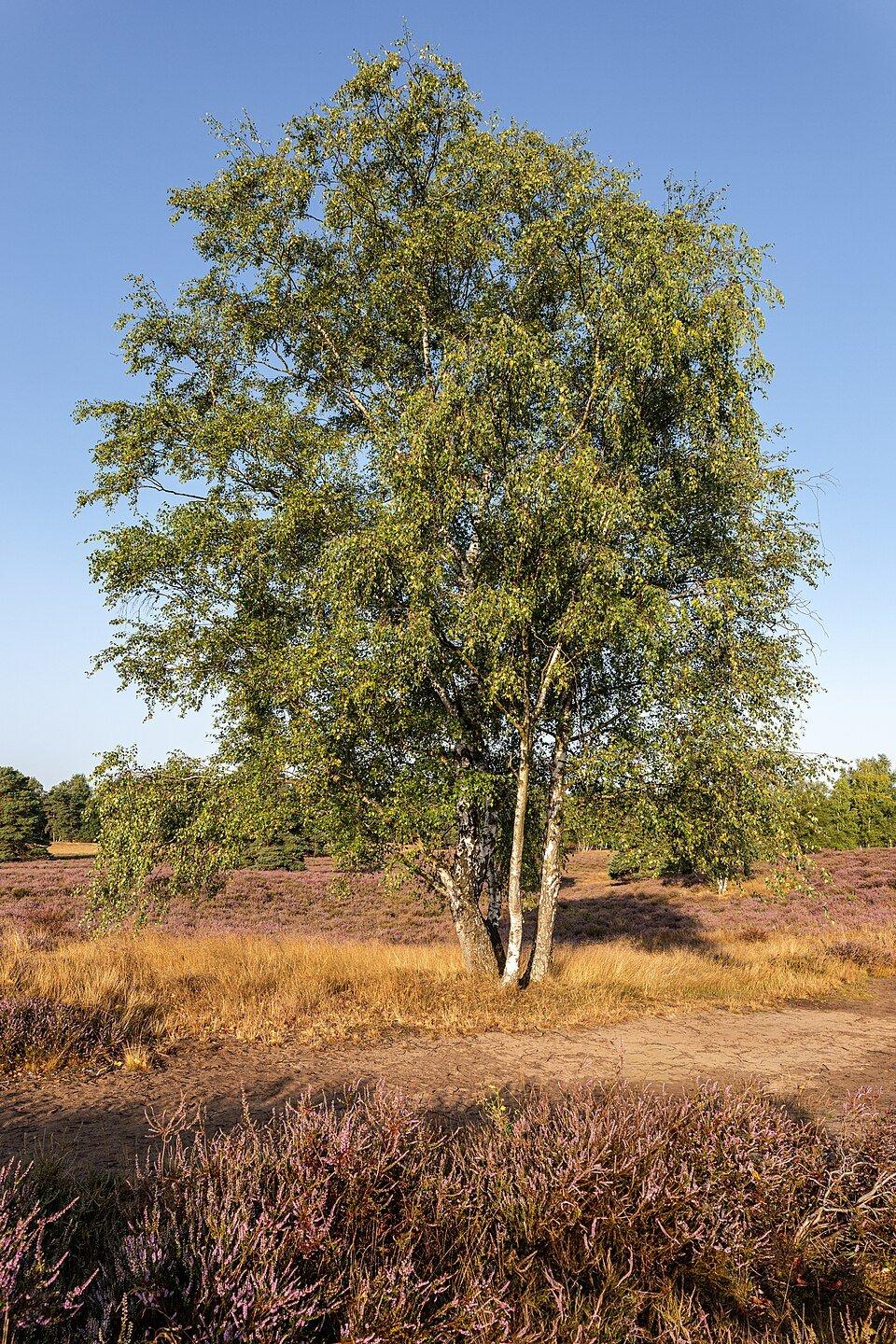Solitary tree in the Westrup Heath in the early morning during the heather blossom season, Haltern am See, North Rhine-Westphalia, Germany (2025) by Dietmar Rabich
