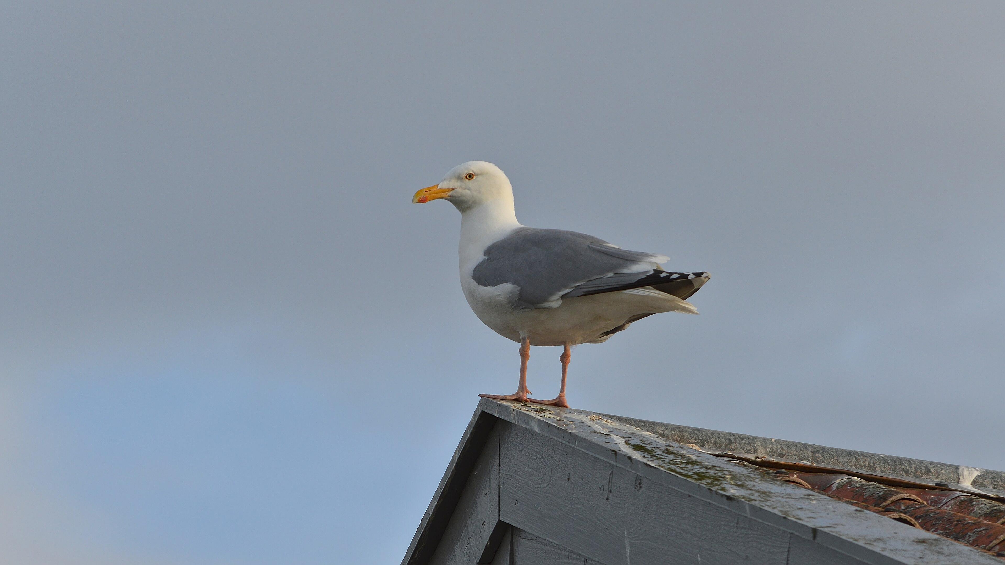 A photo of a herring gull standing on the peak of a roof. The sky is filled with clouds.