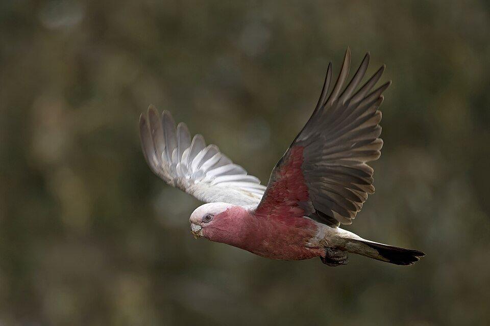 Female specimen of Galah (Eolophus roseicapilla) in Mount Pleasant, South Australia photo by Charles J Sharp