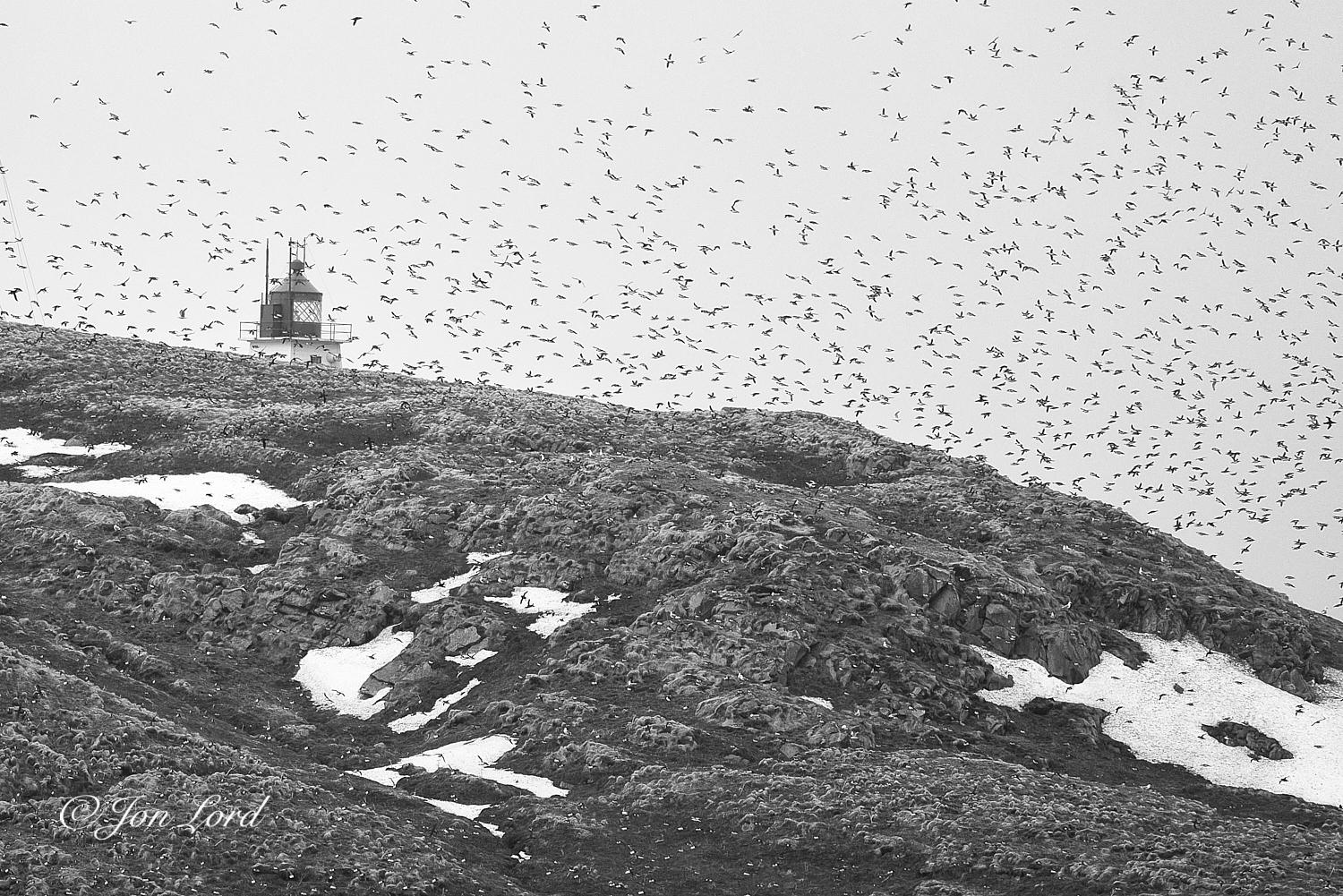 This is a black and white photo in landscape format of a rock and snow covered hillside with a large flock of birds in-flight and the top of a lighthouse in the background. Vardø, Norway (2024).

In the foreground is a barren, dark and rocky hillside sloping downwards gently from the upper left corner down towards the lower right. Other than some sparse patches of grass: the ground is devoid of any other vegetation or trees. Leftover patches of snow from the long arctic winter are scattered in a small gully that slopes down from the upper left down to the centre of the base of the photo. There is a larger area of snow in the lower right corner of the image. Dominating the photo is a large flock of thousands of birds in-flight and filling the entire overcast sky. The birds are viewed from a distance of five hundred or more metres and are unrecognisable, but appear dark against the bright white cloudy sky. In the upper left corner is the top of a coastal lighthouse. In view is the upper 