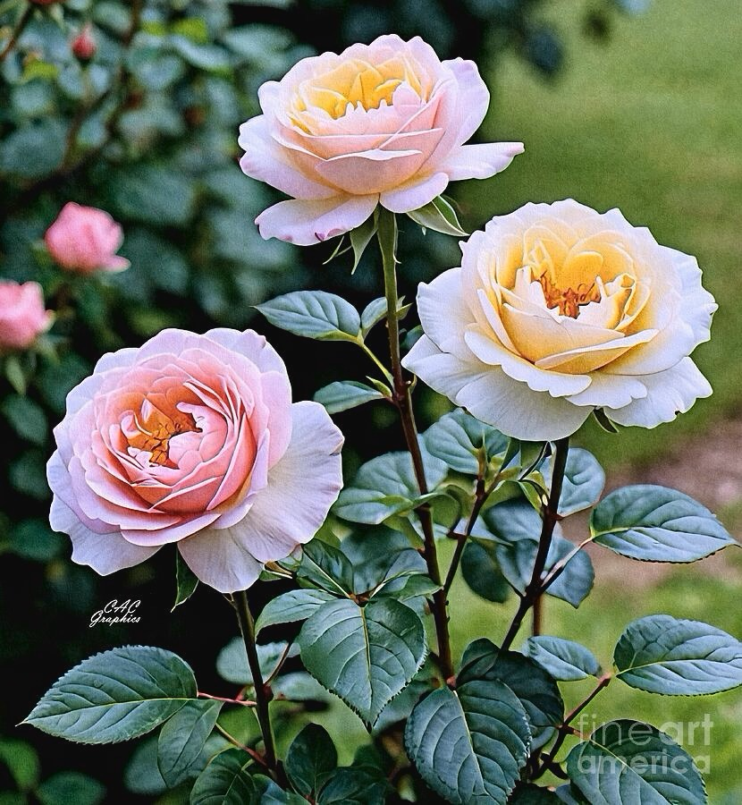 Delicate Pink and Yellow Roses