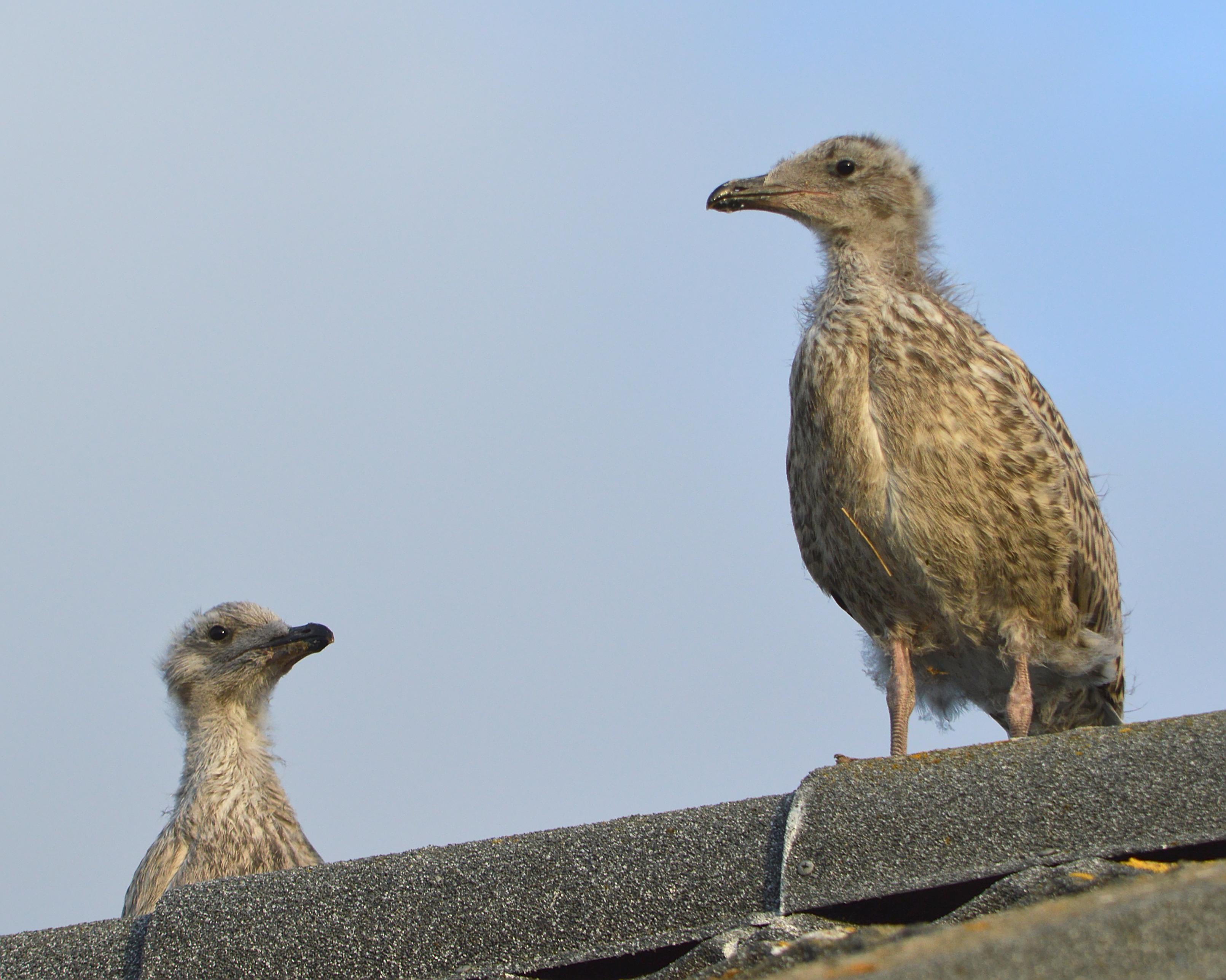 A photo of two baby gulls on a roof top with a blue sky behind them.
