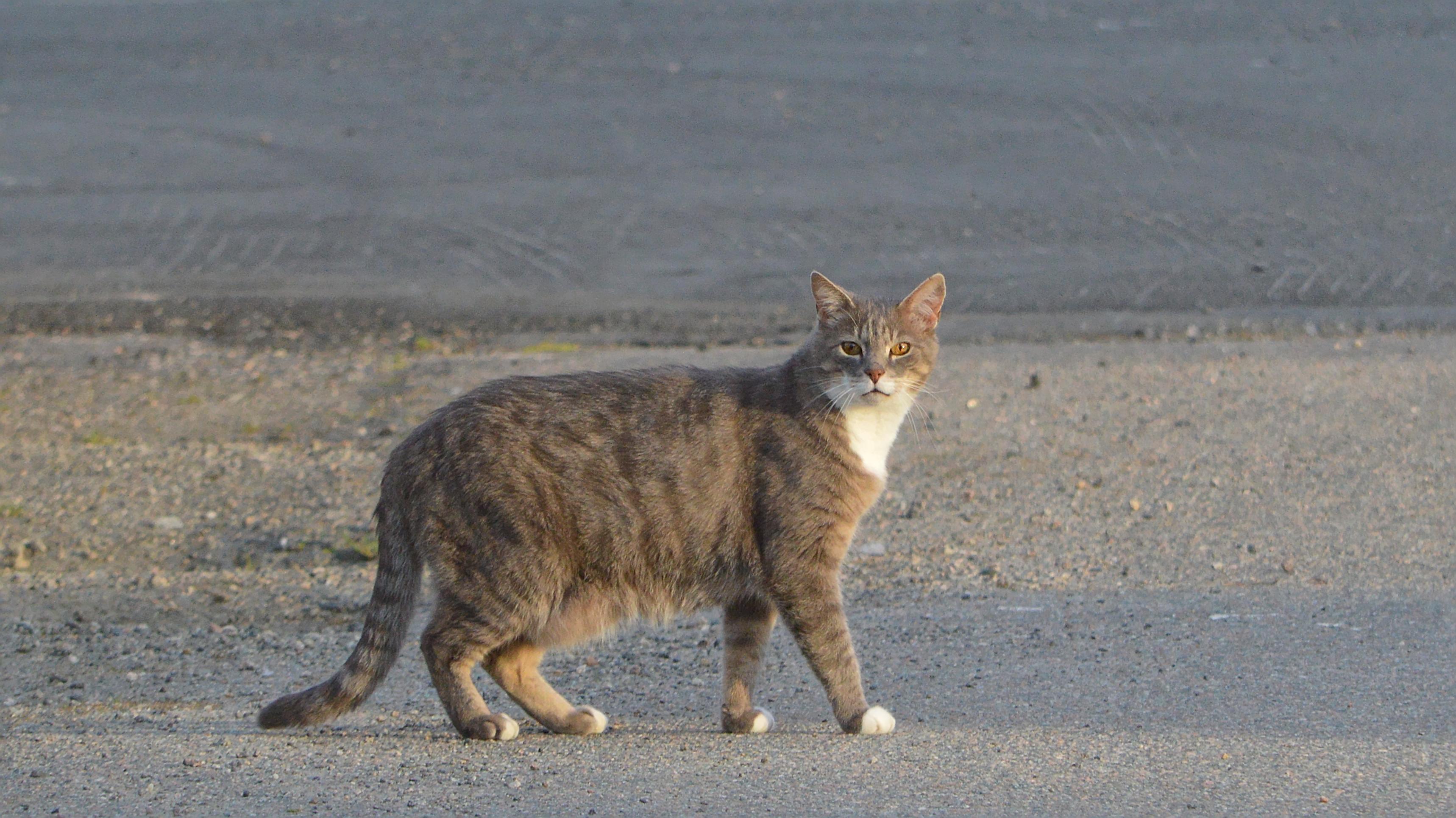 A photo of a grey cat walking across a road.