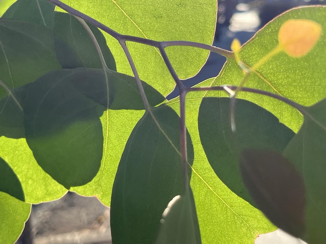 Round green leaves on a tall shrub, backlit, creating a pattern of bright green and black where the leaves overlap.