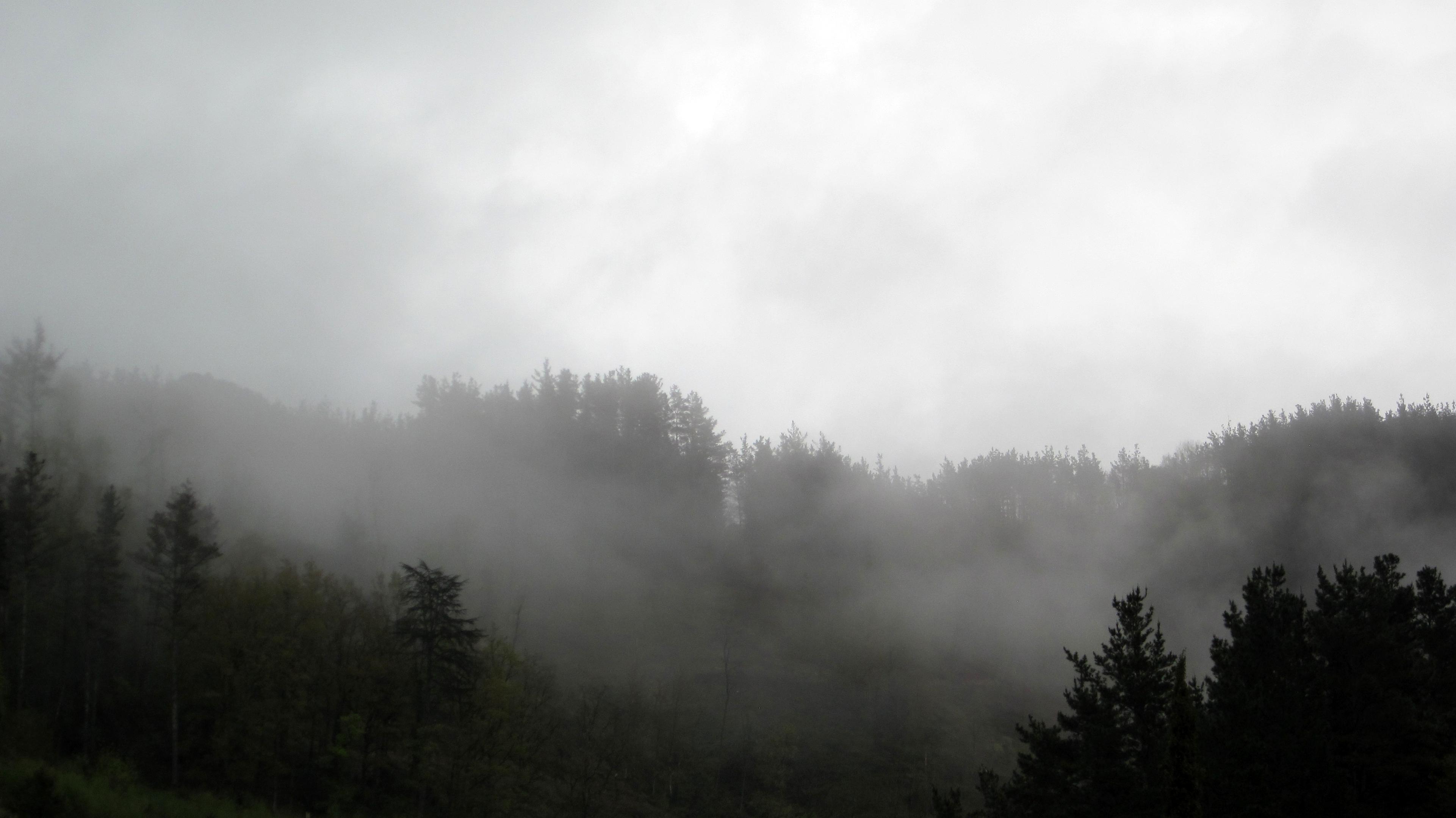 Fotografía en color de una montaña boscosa envuelta en niebla