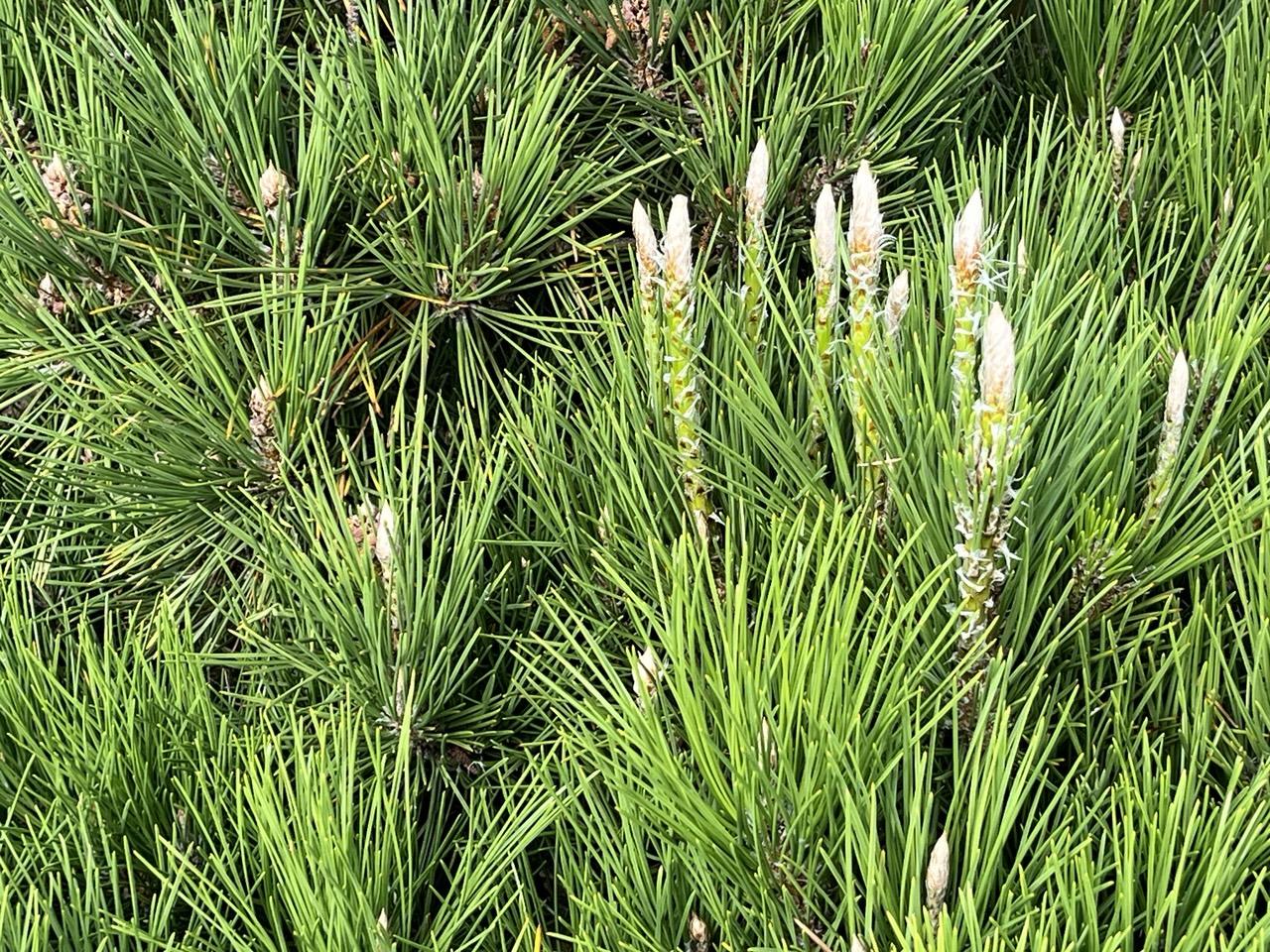 Medium close-up of a small pine in the neighborhood. It’s small, maybe 5 feet tall, and has long needles in distinct full bundles that reach upward. In the center right or half a dozen or so candles with pale tips.
