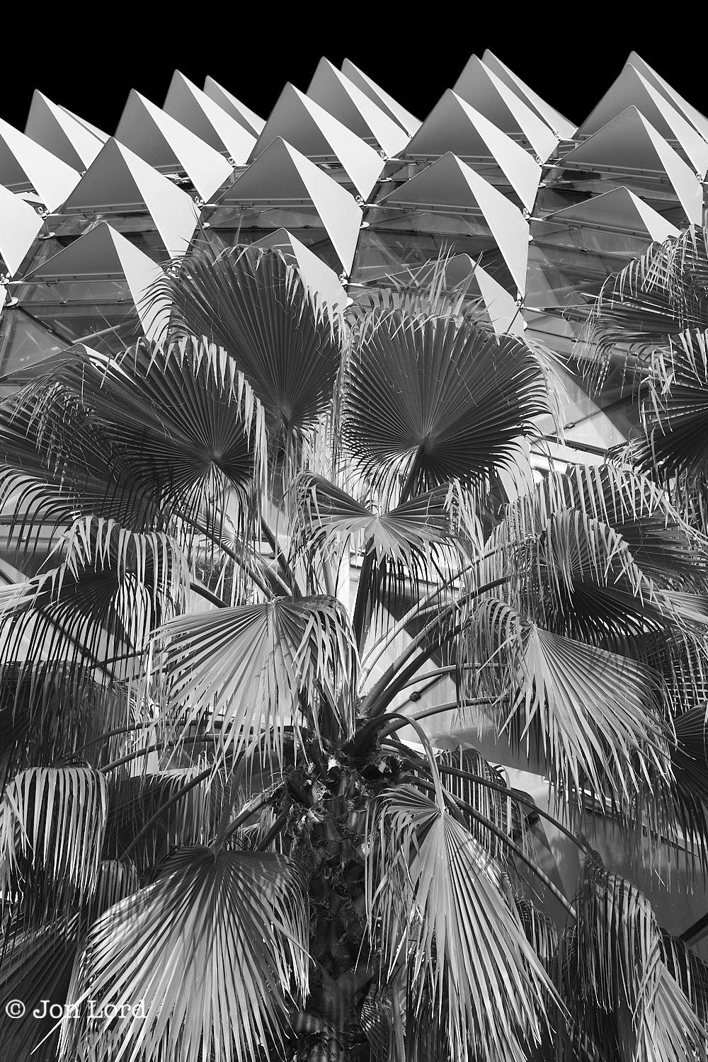 This is an abstract black and white photo in portrait format of the exterior of a pineapple or durian like futuristic building with a palm tree in the foreground and a jet black clear sky above. Esplanade – Theatres on the Bay, Singapore (2012).

In the foreground is the palm tree, the trunk rising up to the quarter up level and with scattered, well groomed, fronds extending in all directions and rising upwards to the three-quarters up level. The camera is angled upwards and a few metres from the tree. The fronds have a long and thin branch stretching outwards from the top of the tree's trunk with a fan like collection of long, thin and sharp leaves at the end. Through the palm fronds the outline of the building can be seen but any clear definition is obscured. The building is perhaps five metres beyond the tree. The exterior of the building is best described as a pineapple or durian cut in half lengthways and then with the flat side laid flat with the curved surface facing upwards. In