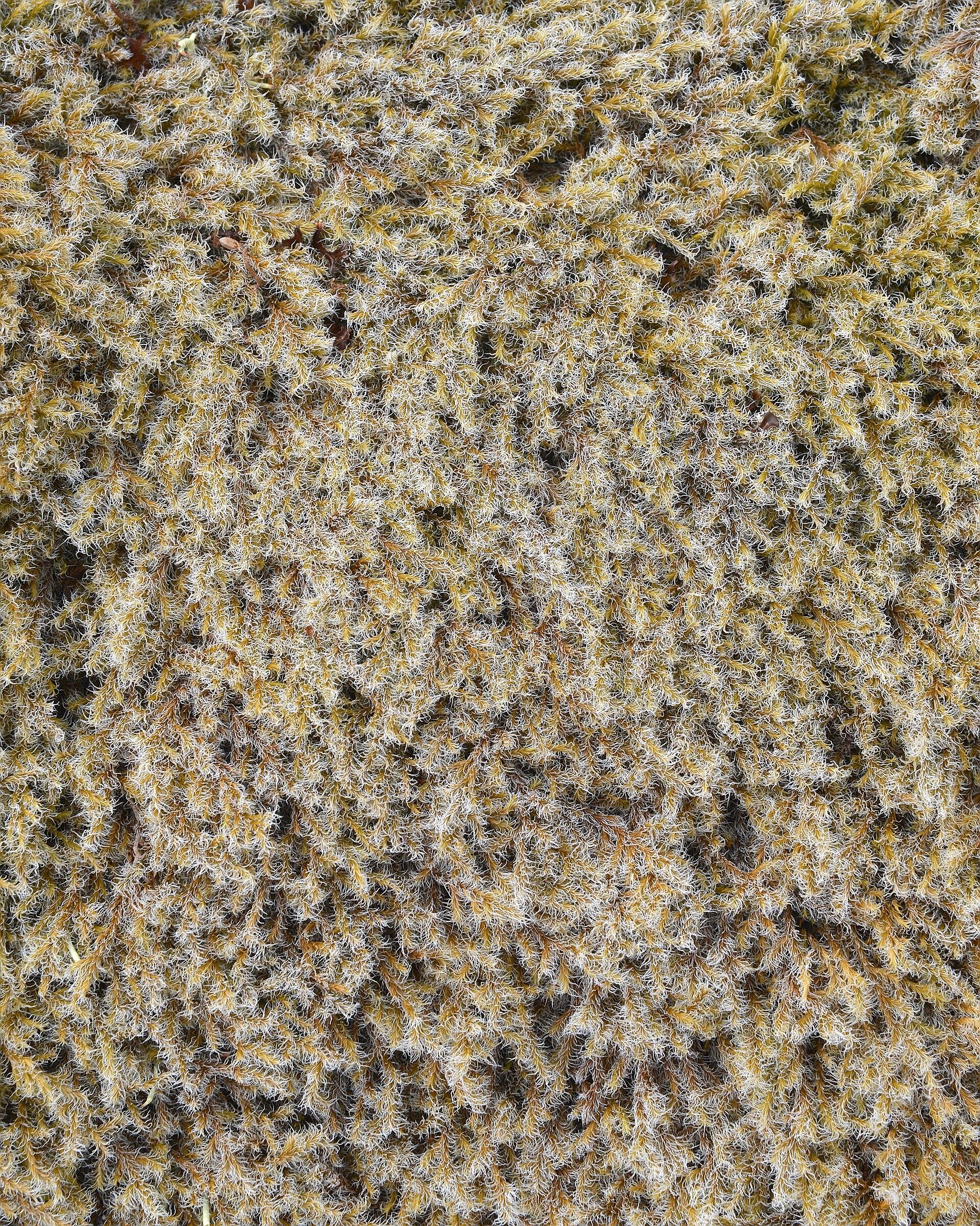 A photo of a patch of pale fuzzy Racomitrium sp. moss.