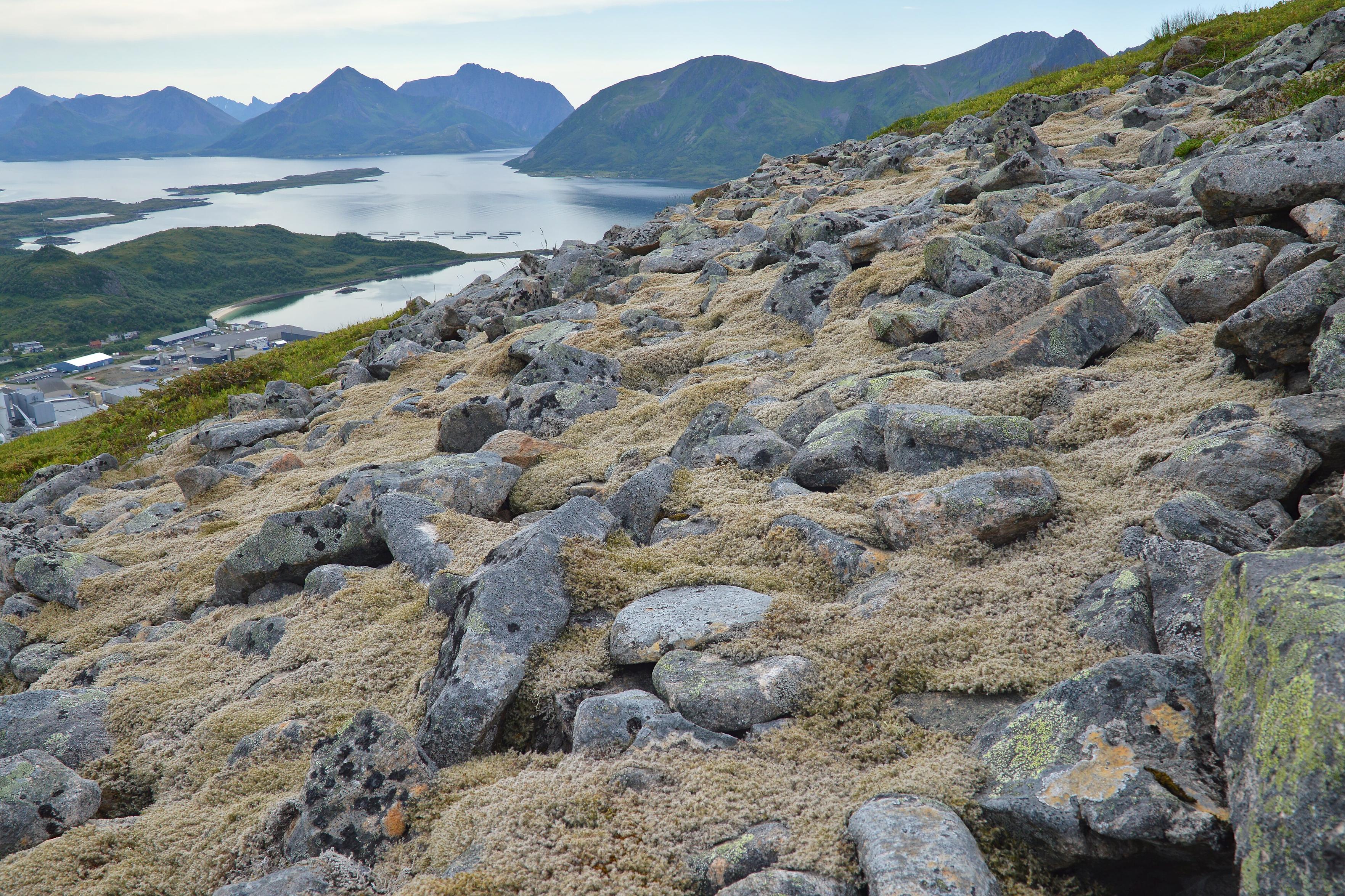 A photo of a rocky mountain side covered in pale Racomitrium sp. moss. Water and mountains can be seen in the distance.