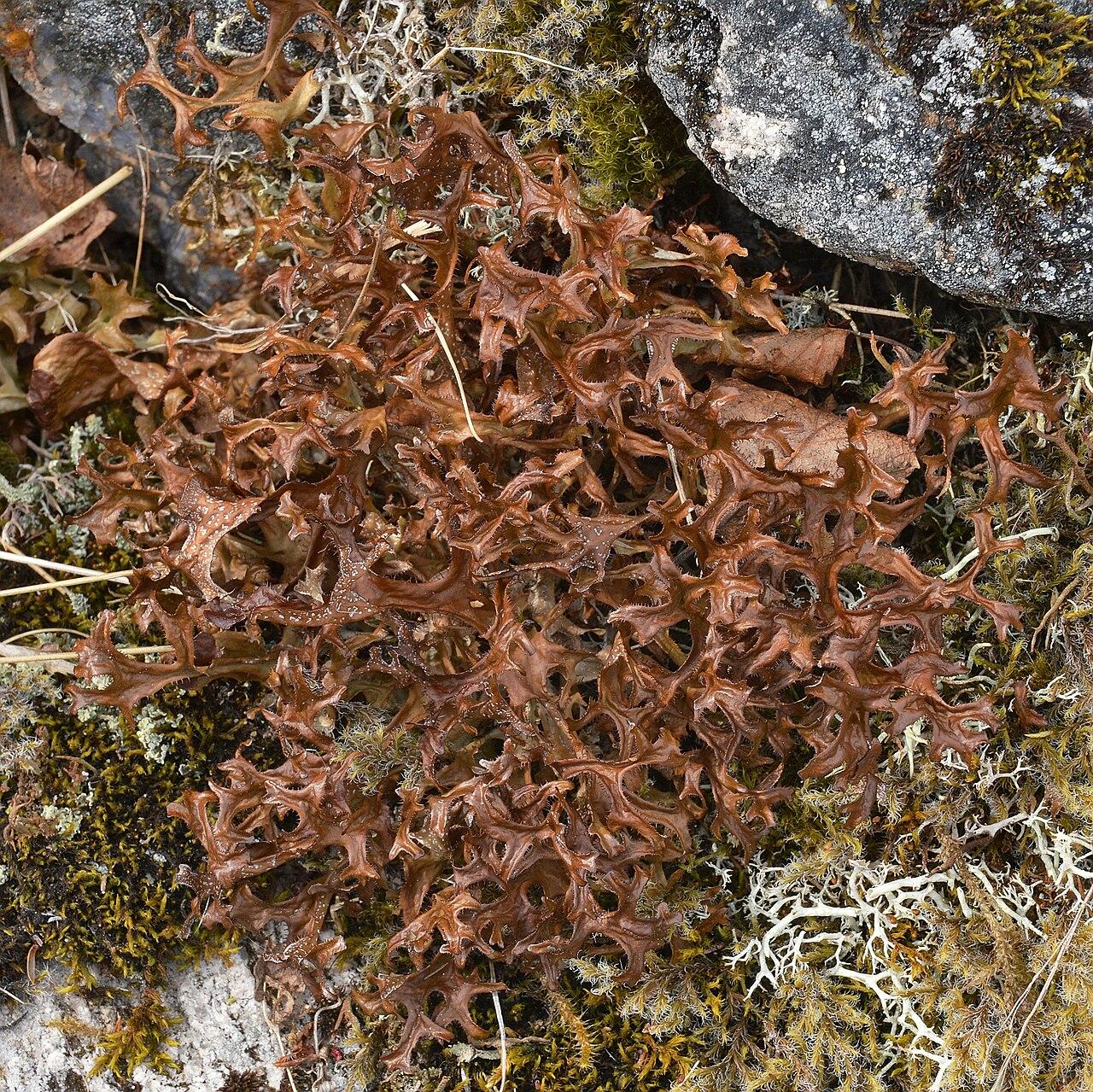 A photo of a patch of Iceland lichen.