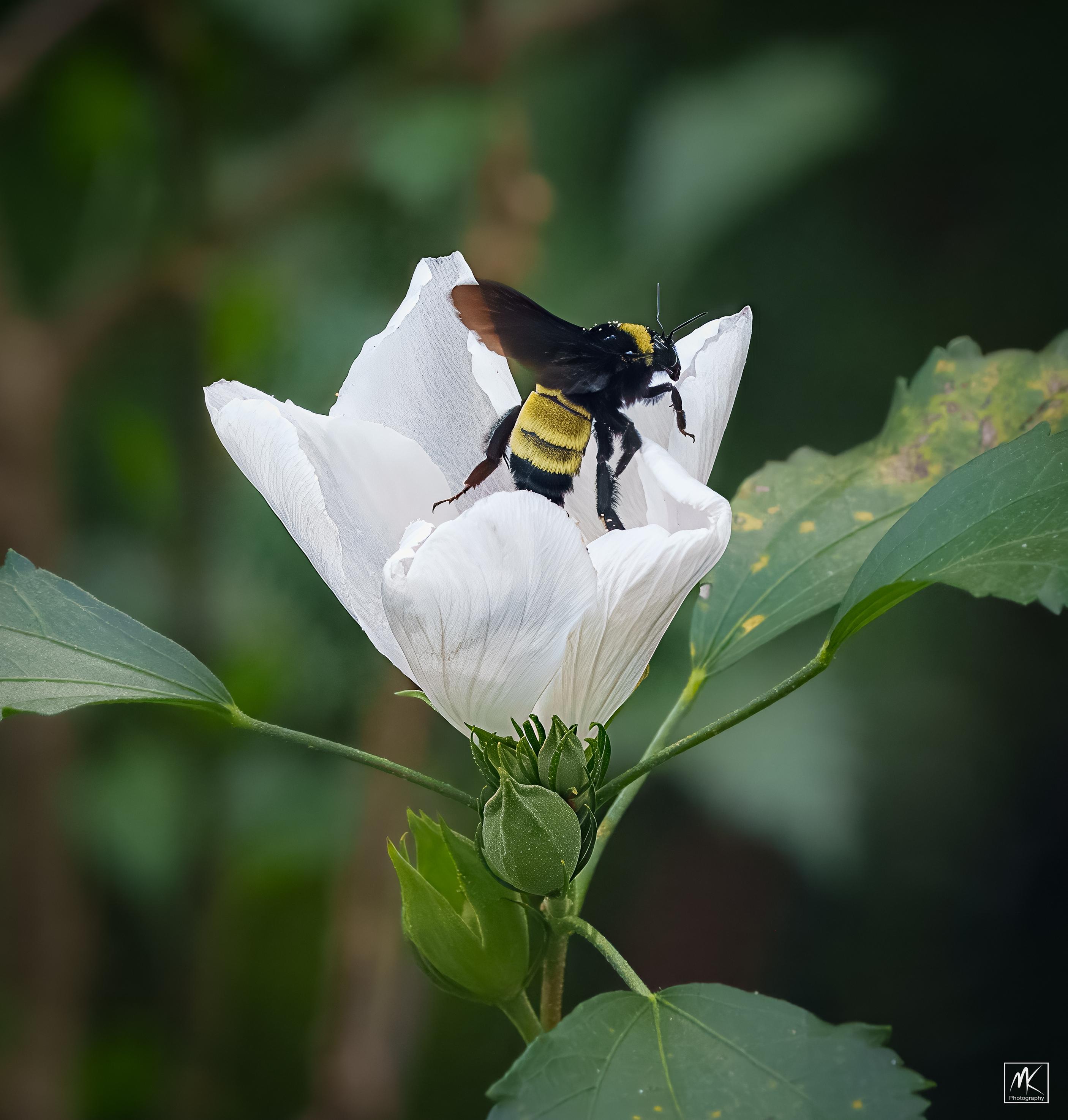 Color photo of an upright, white althea flower with a black and yellow bumblebee crawling up out of the center of it.