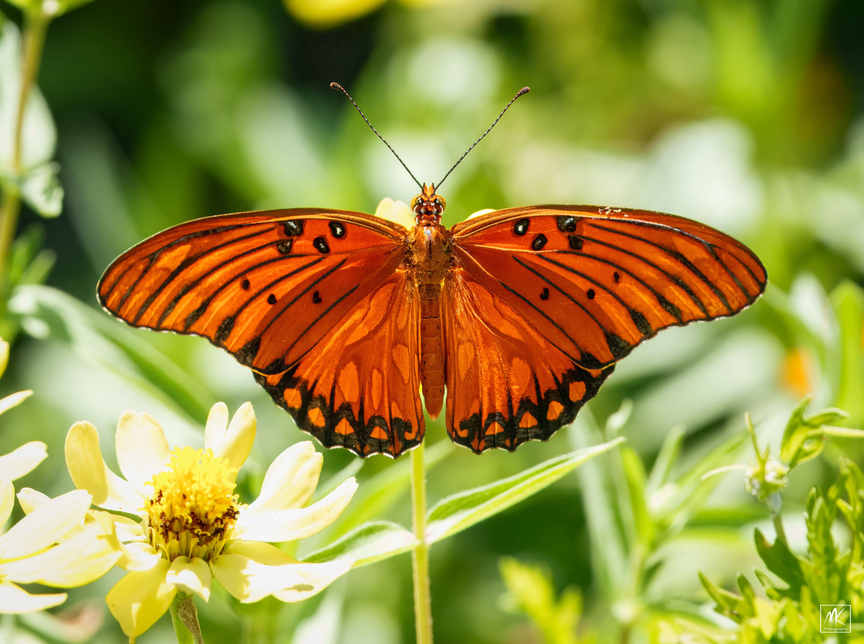 Color photo of an orange butterfly seen from behind with its wings spread wide while perched on a flower.