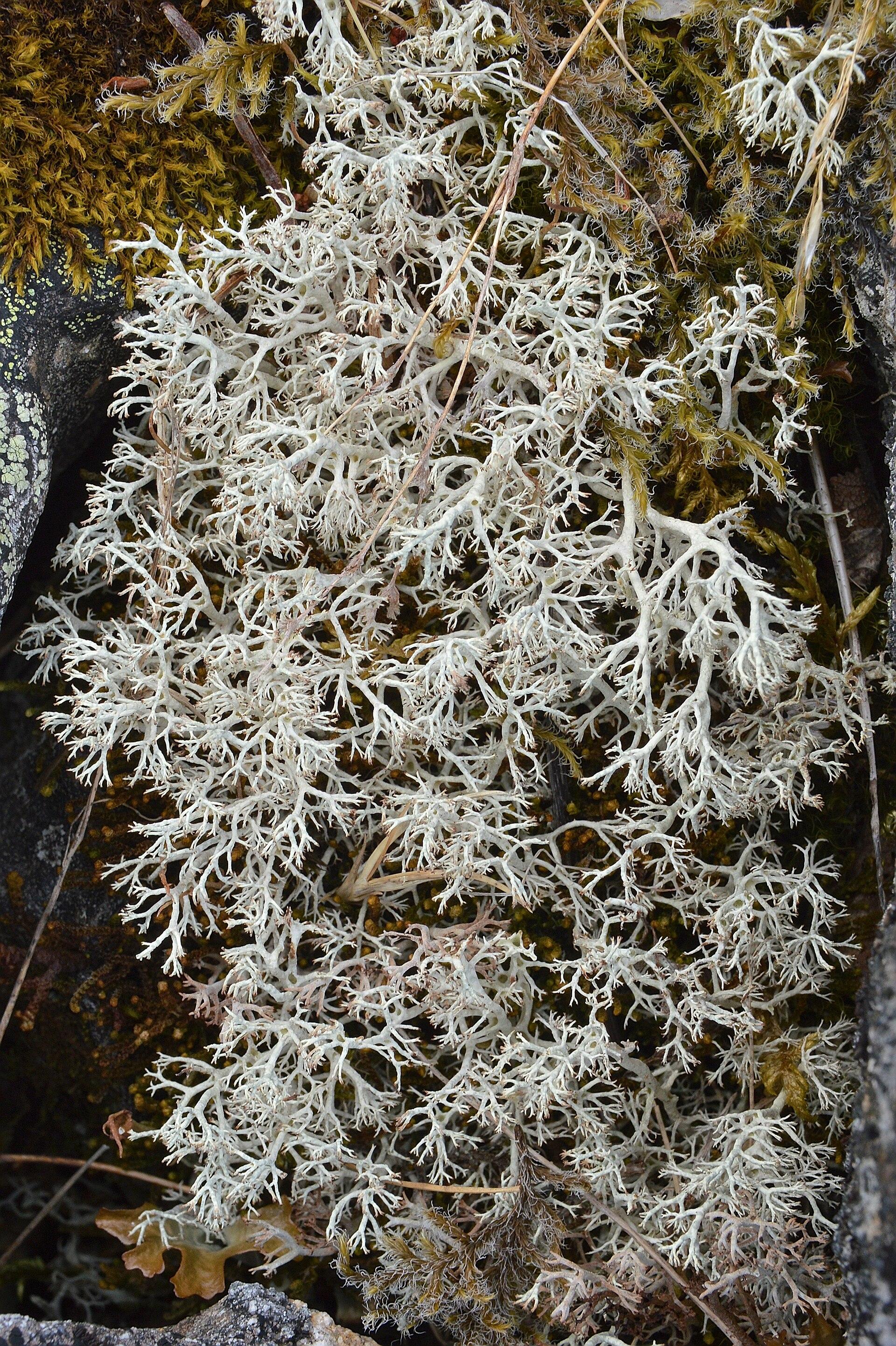 A photo of a patch of Cladonia sp. lichen.