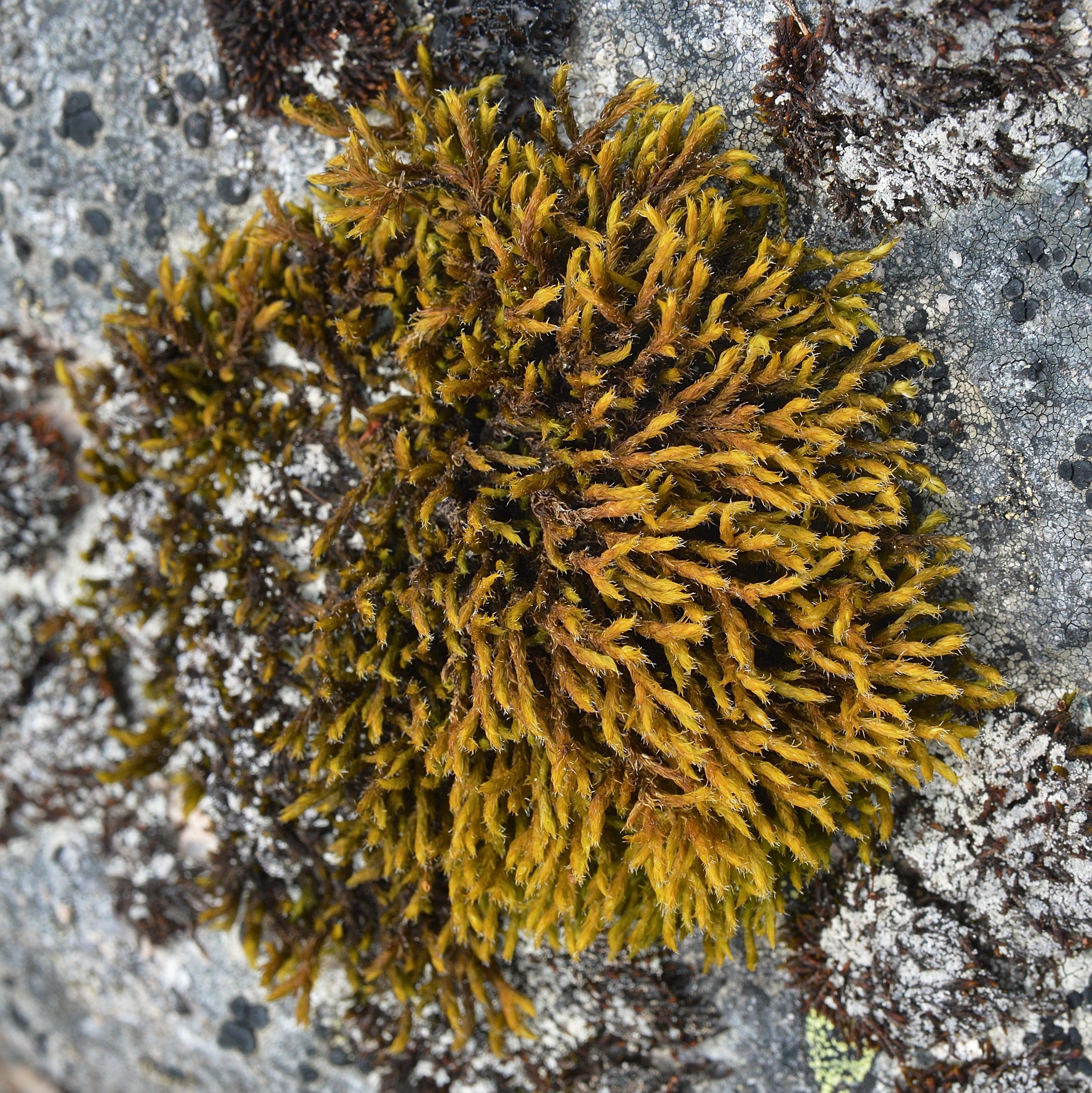 A photo of a small circular patch of moss.