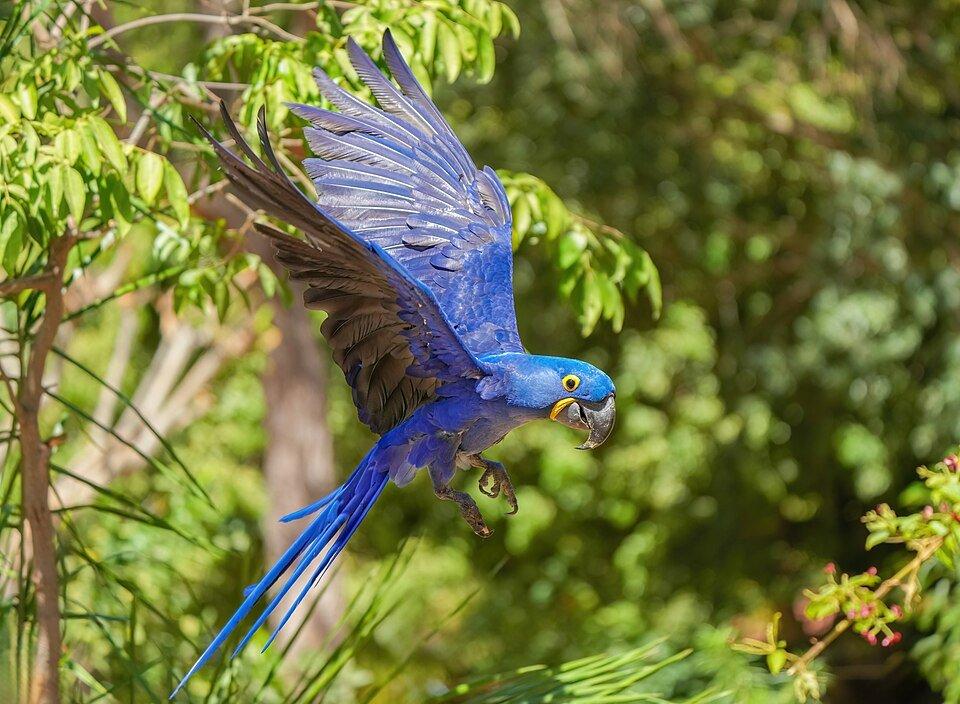 Hyacinth macaw (Anodorhynchus hyacinthinus) flying in Parque Estadual Encontro das Águas, Brazil photo by Giles Laurent
