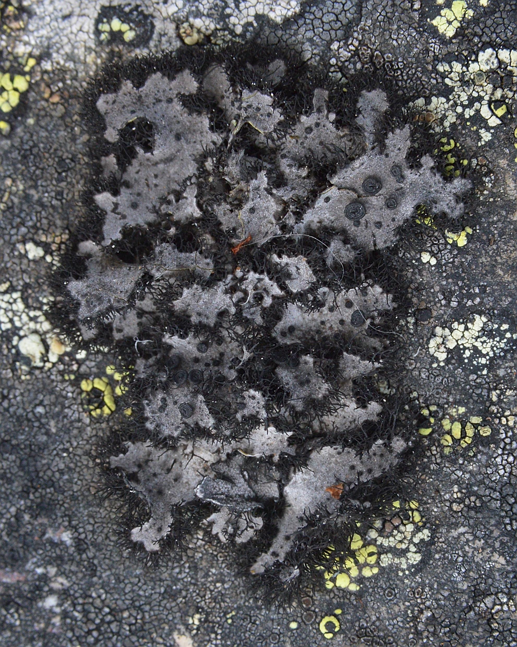 A photo of Fringed Rocktripe Lichen on a rock.