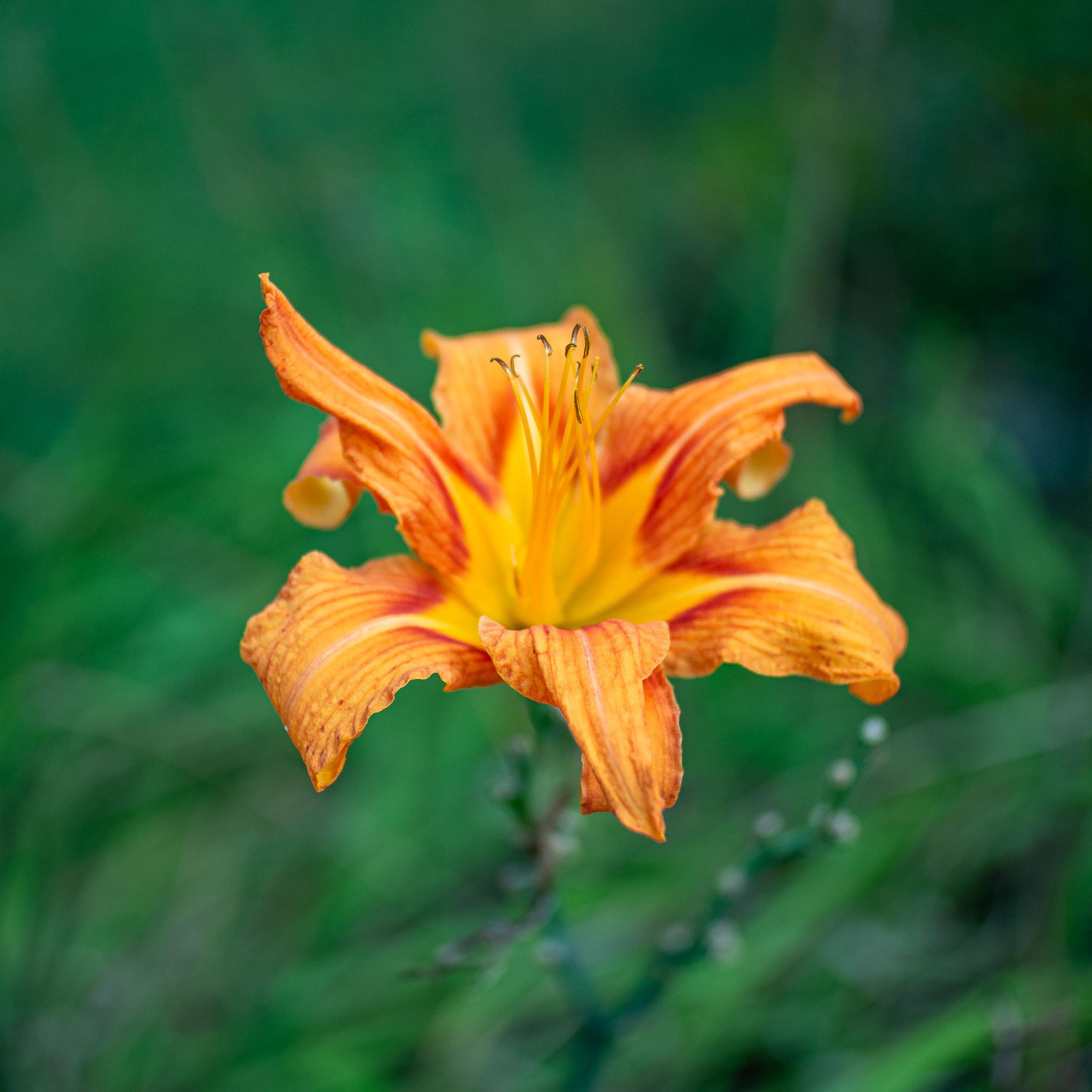 Orange flower with gracefully curving petals that are somewhat spaced apart. The petals are orange with some reddish and yellow striping. The petals are more yellow near the center of the flower. In the center of the flower are several long, slender, yellow stalks (the reproductive parts of the flower) extending up into the air, mostly with brown tips. The petals in the front are more sharply in focus, as are the tips of the slender stalks. The petals in the back are more blurry. In the background we see very blurry stems and leaves that are dark green. The photo has a square aspect ratio.