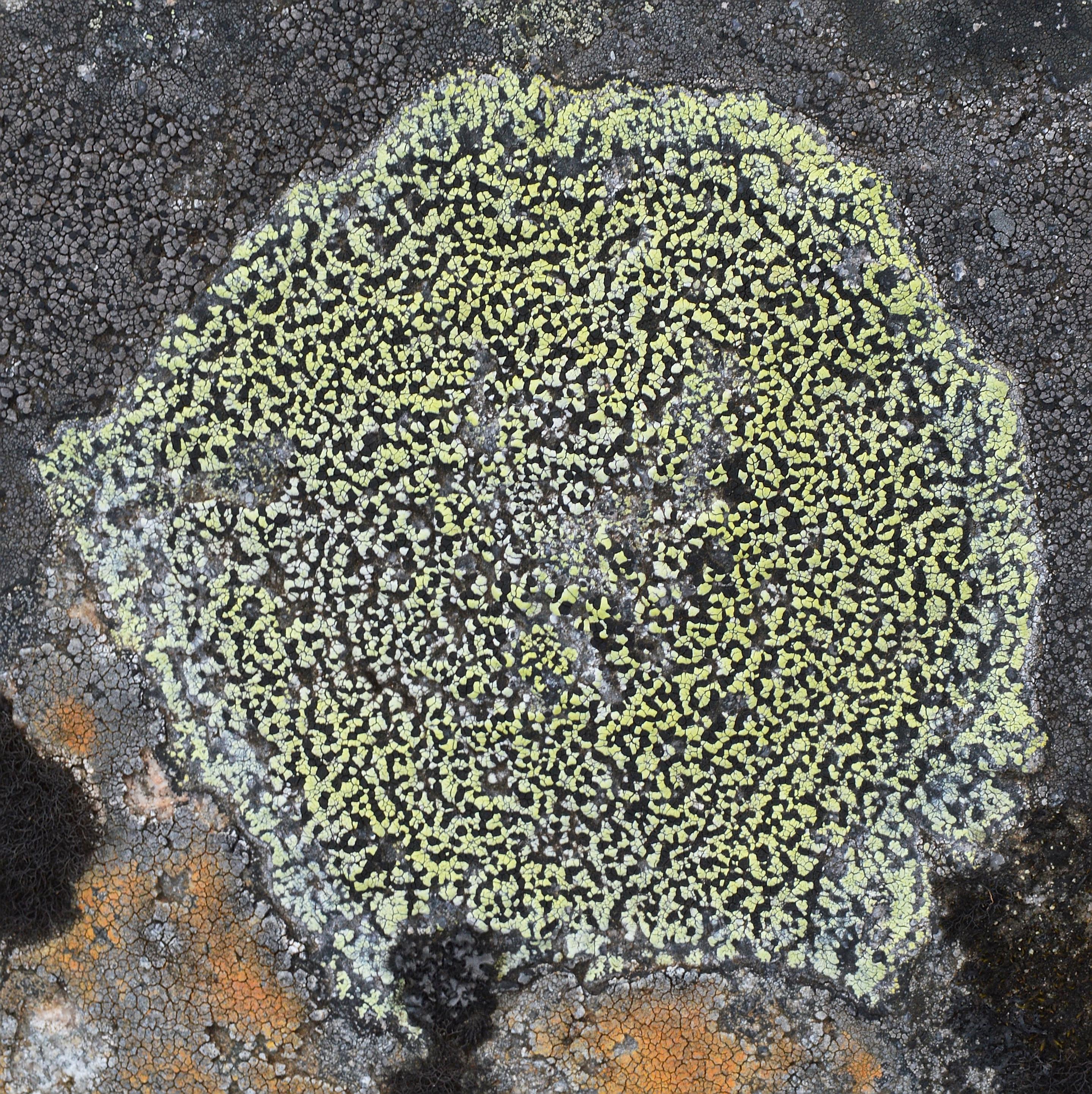 A photo of a patch of green and black map lichen.