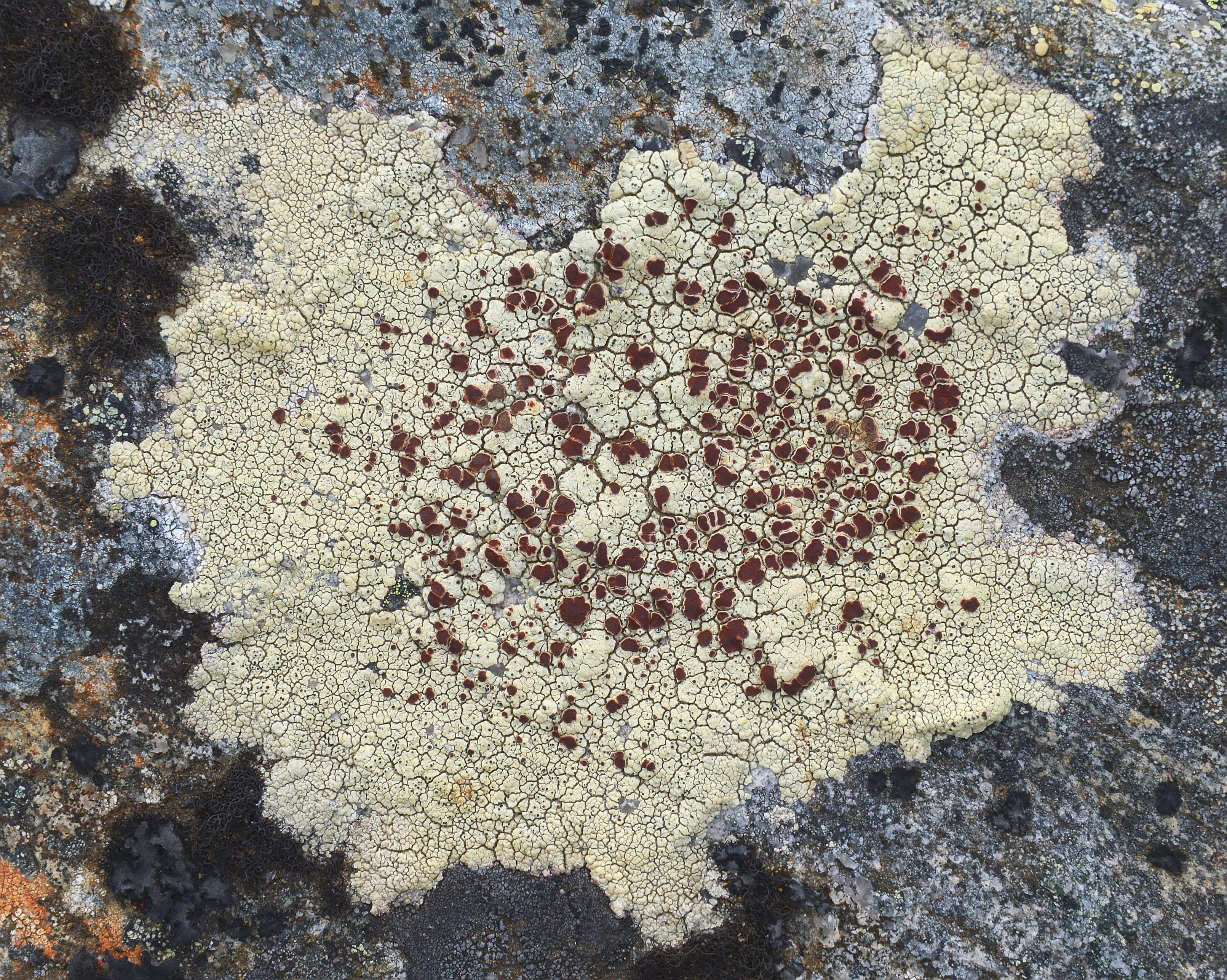 A photo of a patch of bloodspot lichen.
