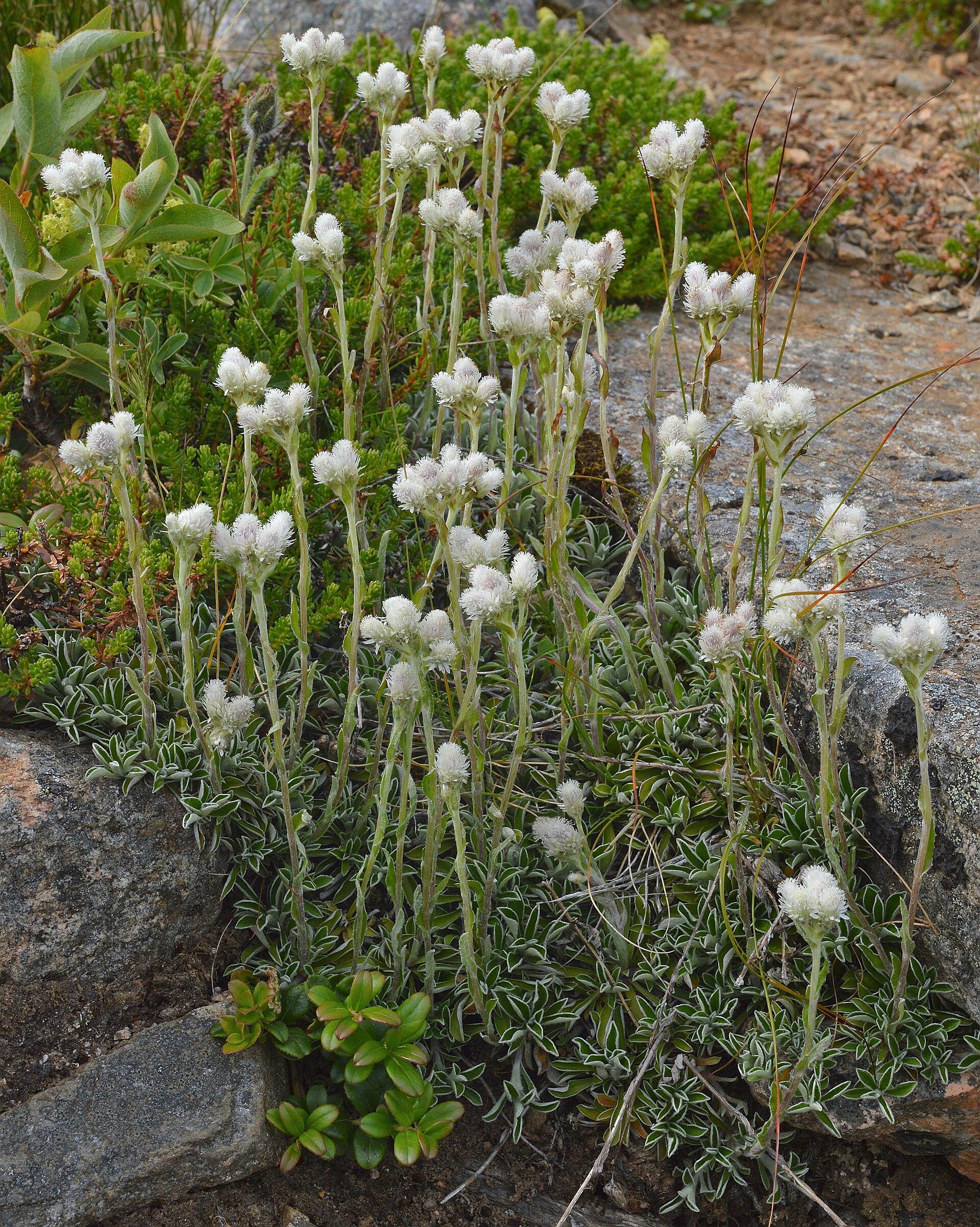 A photo of a patch of catsfoot with white flowers.