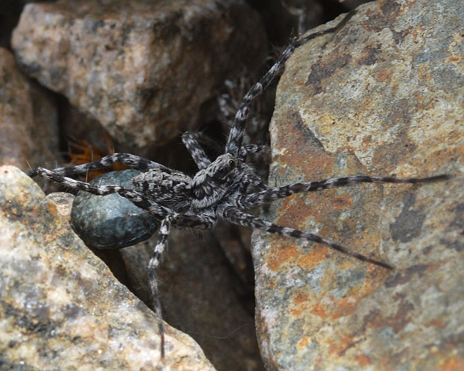 A photo of a spider with an egg sac standing on rocks.