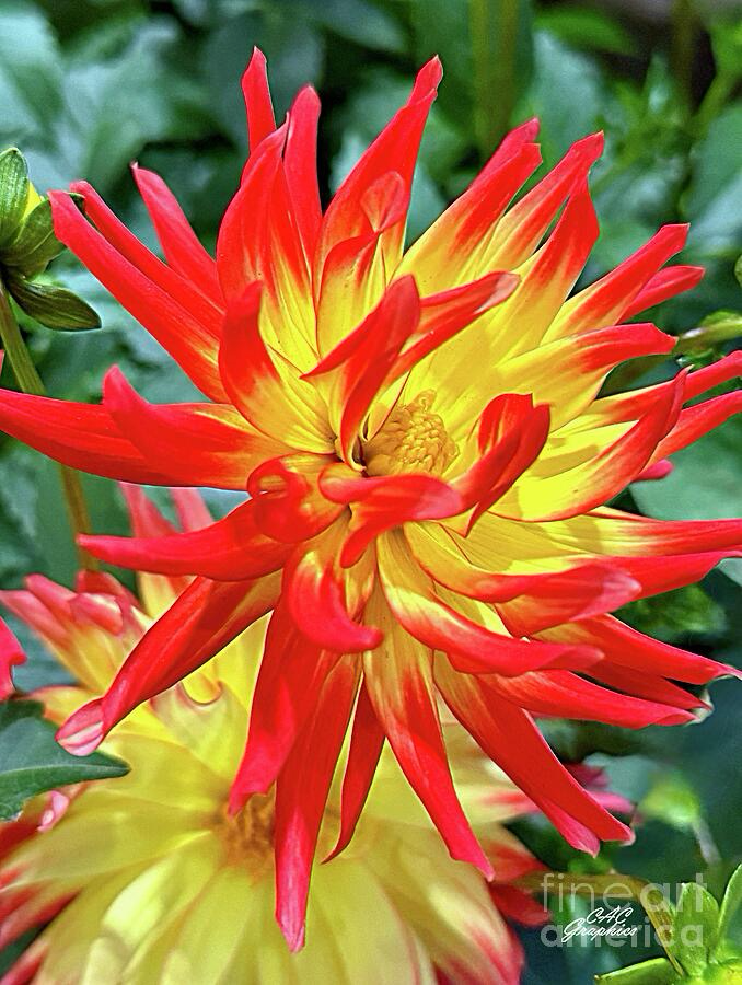 Fiery Orange Yellow Dahlia flower