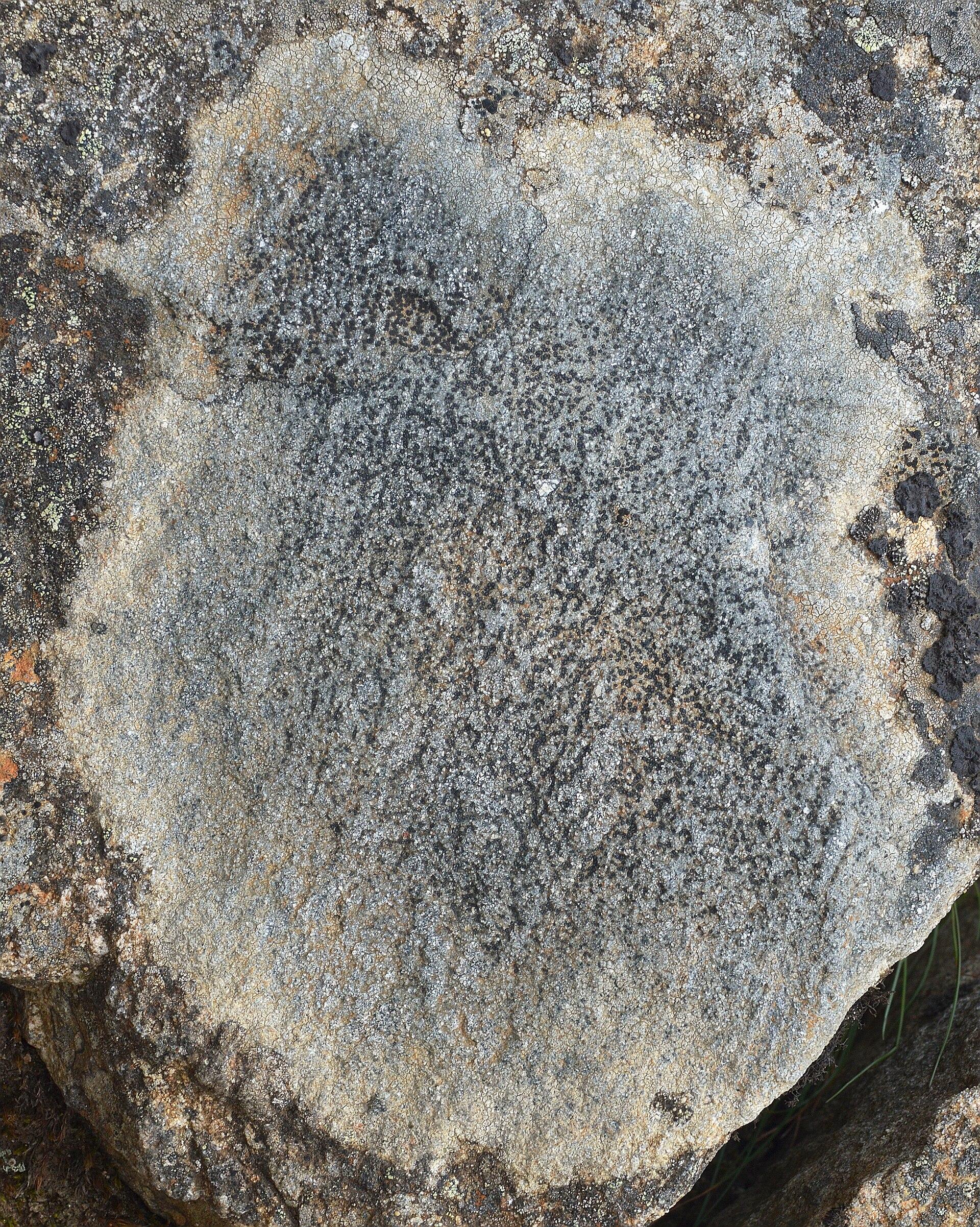 A photo of grey lichen growing on a large rock.