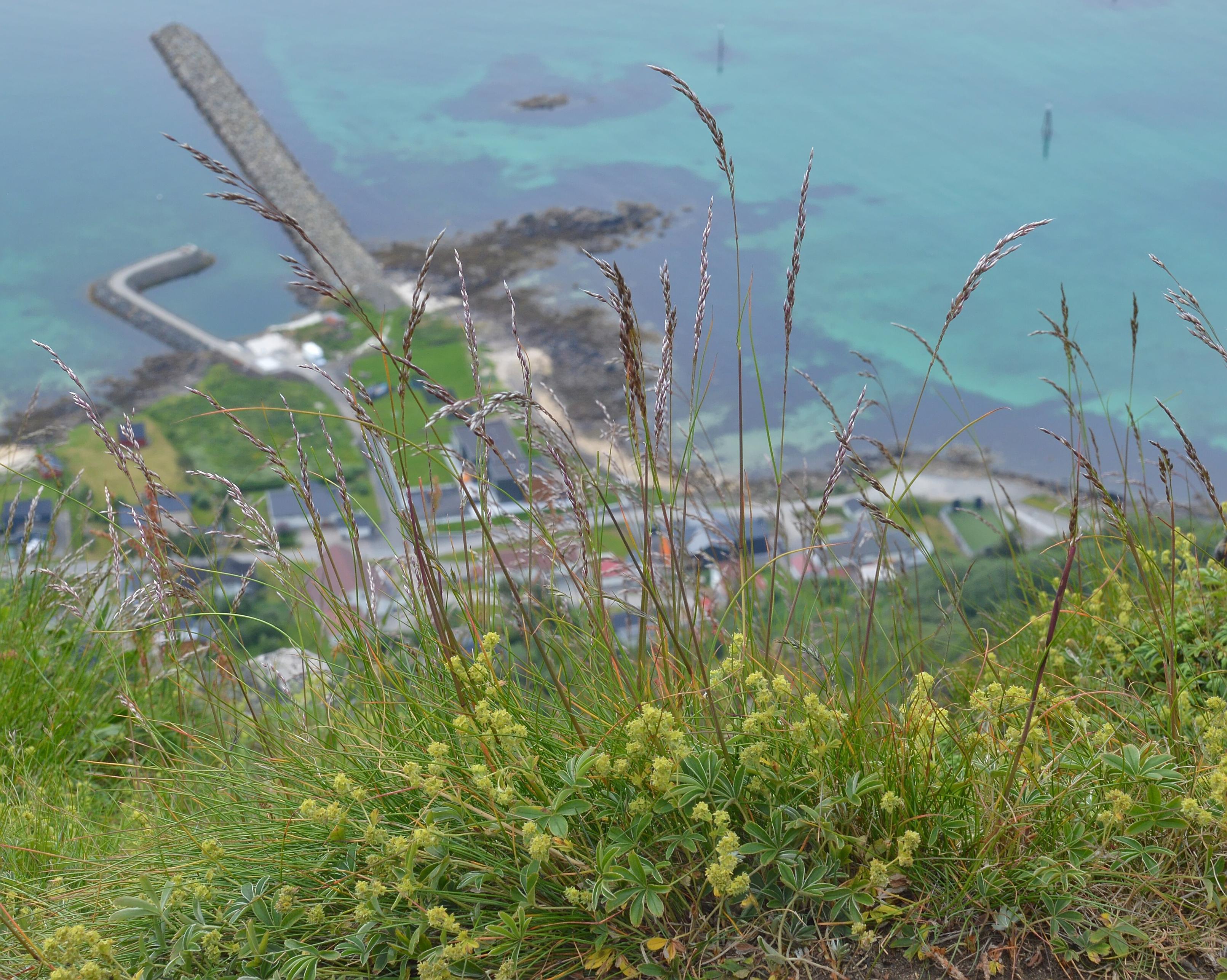 A photo of some grass with some alpine lady's-mantle at it's base. The grass is on the edge of a mountain and water can be seen below.