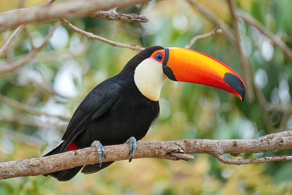 Toco toucan in Parque Estadual Encontro das Águas, Brazil photo by Giles Laurent