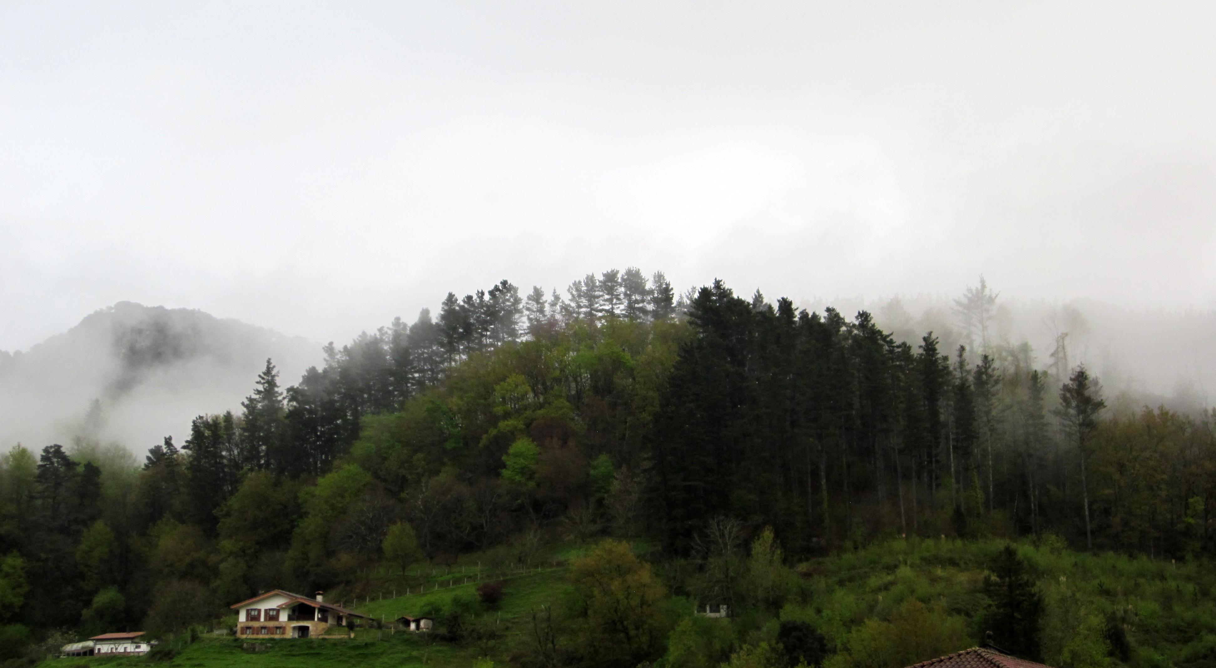 Fotografía en color de una montaña boscosa envuelta en niebla