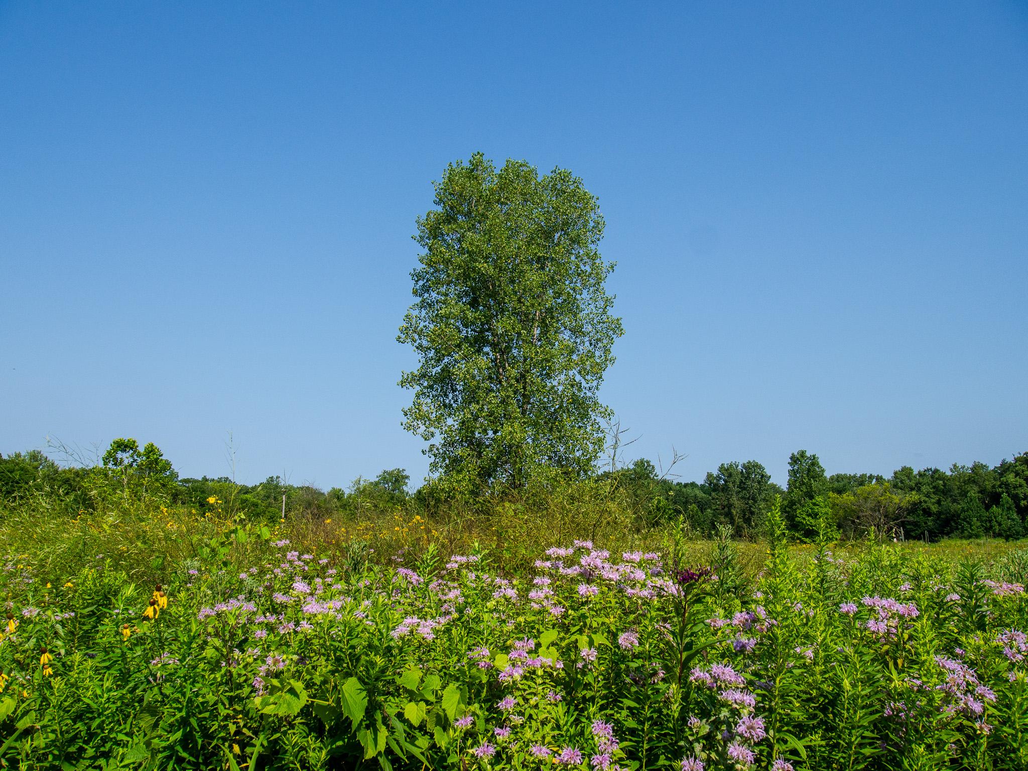A single tree with green leaves in a large field. The field is full of green plants and wildflowers. The flowers in the foreground are light pink/violet, with some yellow flowers on the left. In the background there are distant trees across the horizon. The sky behind the tree is blue with no clouds.